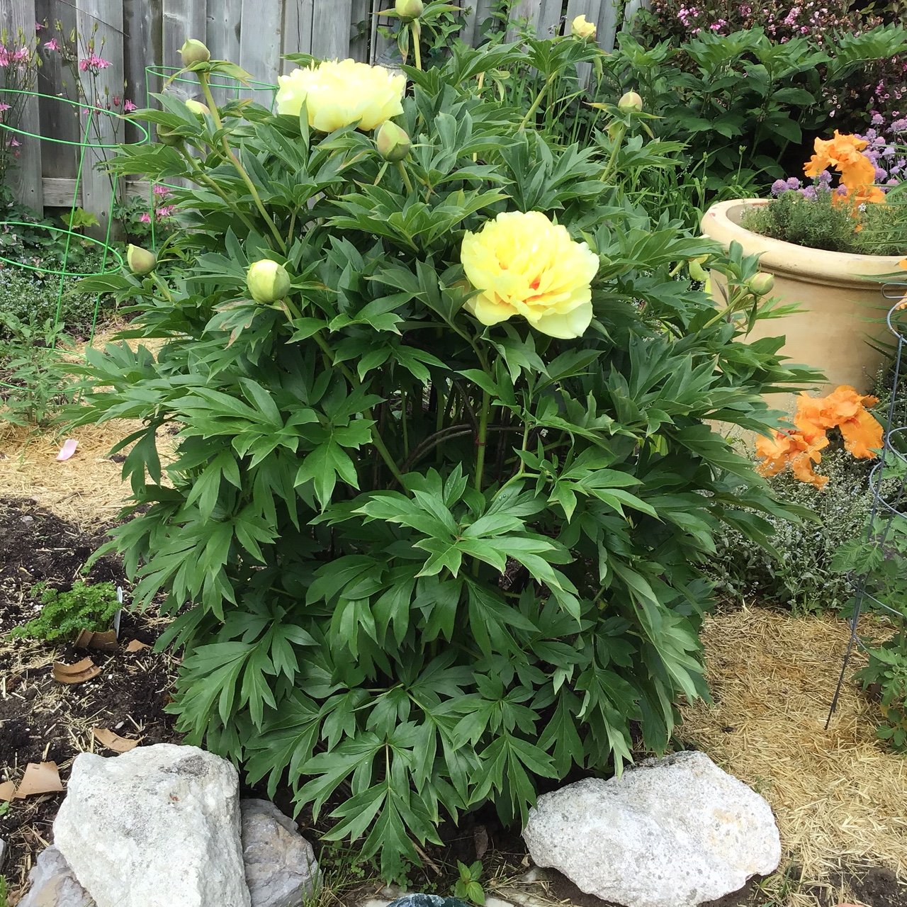 peonies in peony crown.JPG