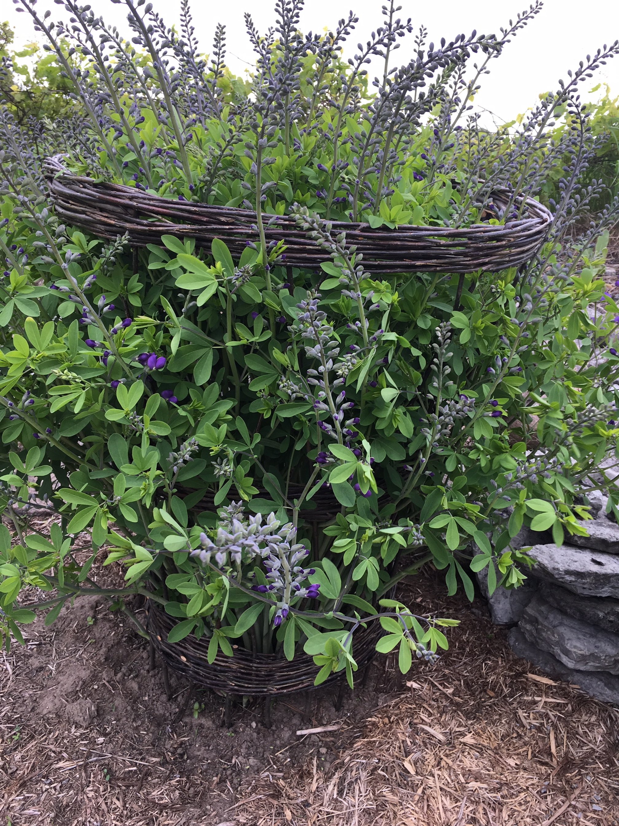 plant collare blue indigo.JPG