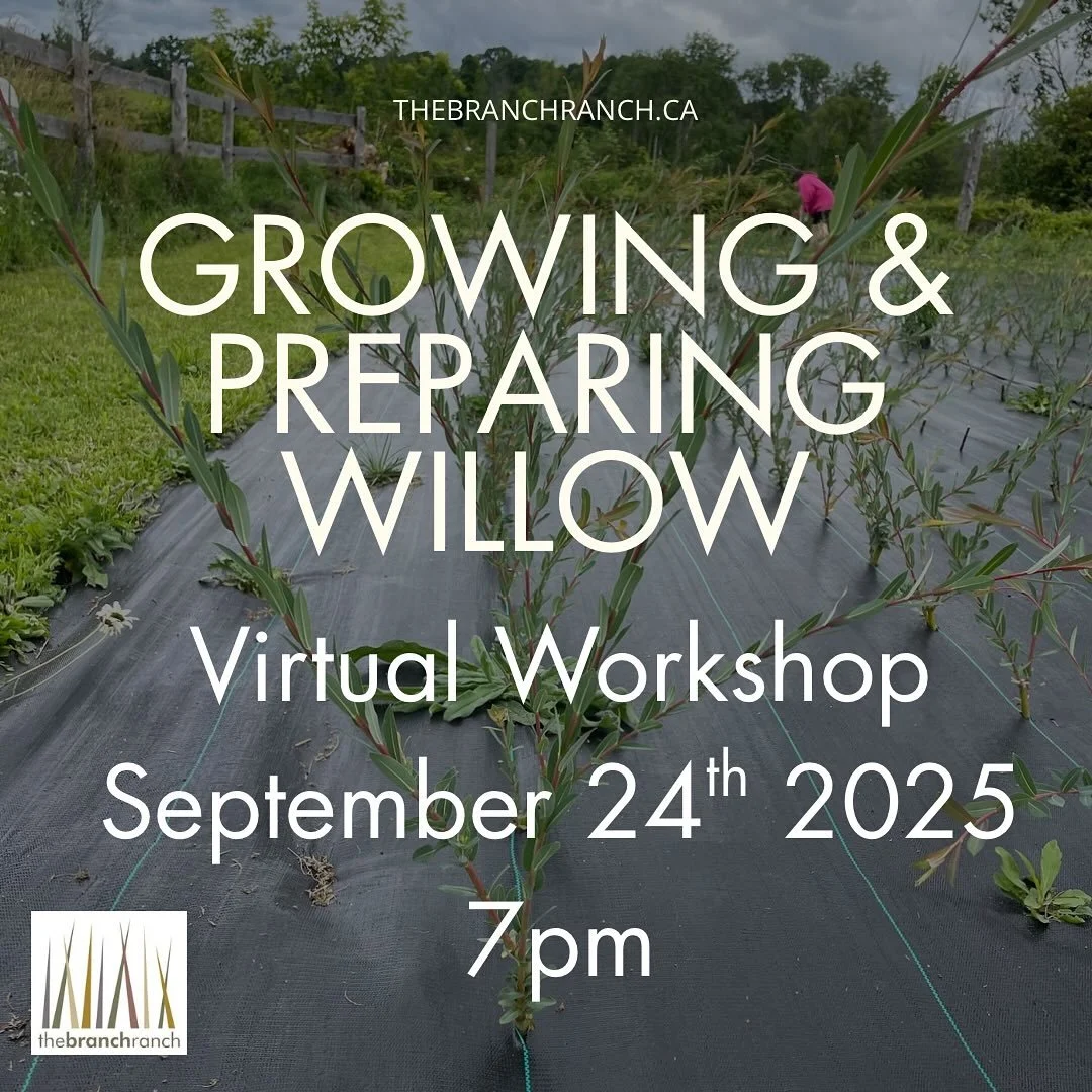 We are gearing up for living willow season! Willow Cuttings are now available for pre-purchase! You can join us for a zoom workshop on growing and preparing Willow for weaving! This workshop covers choosing a planting location, planting and care, har