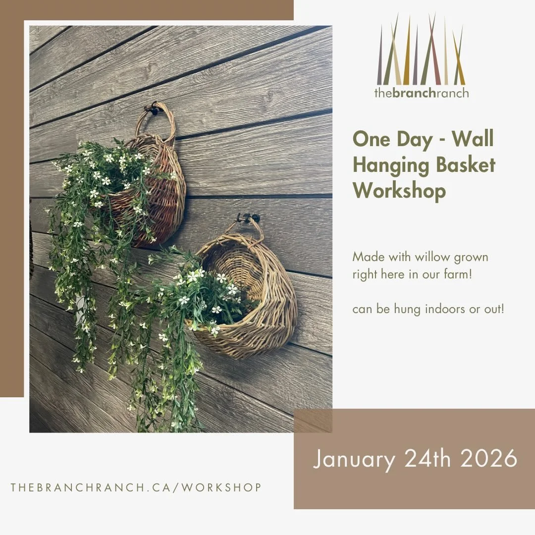 Our Hanna Van Aelst&ndash;inspired wall-hanging basket is back! Perfect for garlic, onions, air plants, or succulents &mdash; and it looks cute anywhere you put it. What would you put in this adorable little basket?! #wallhangingbasket #basketworksho
