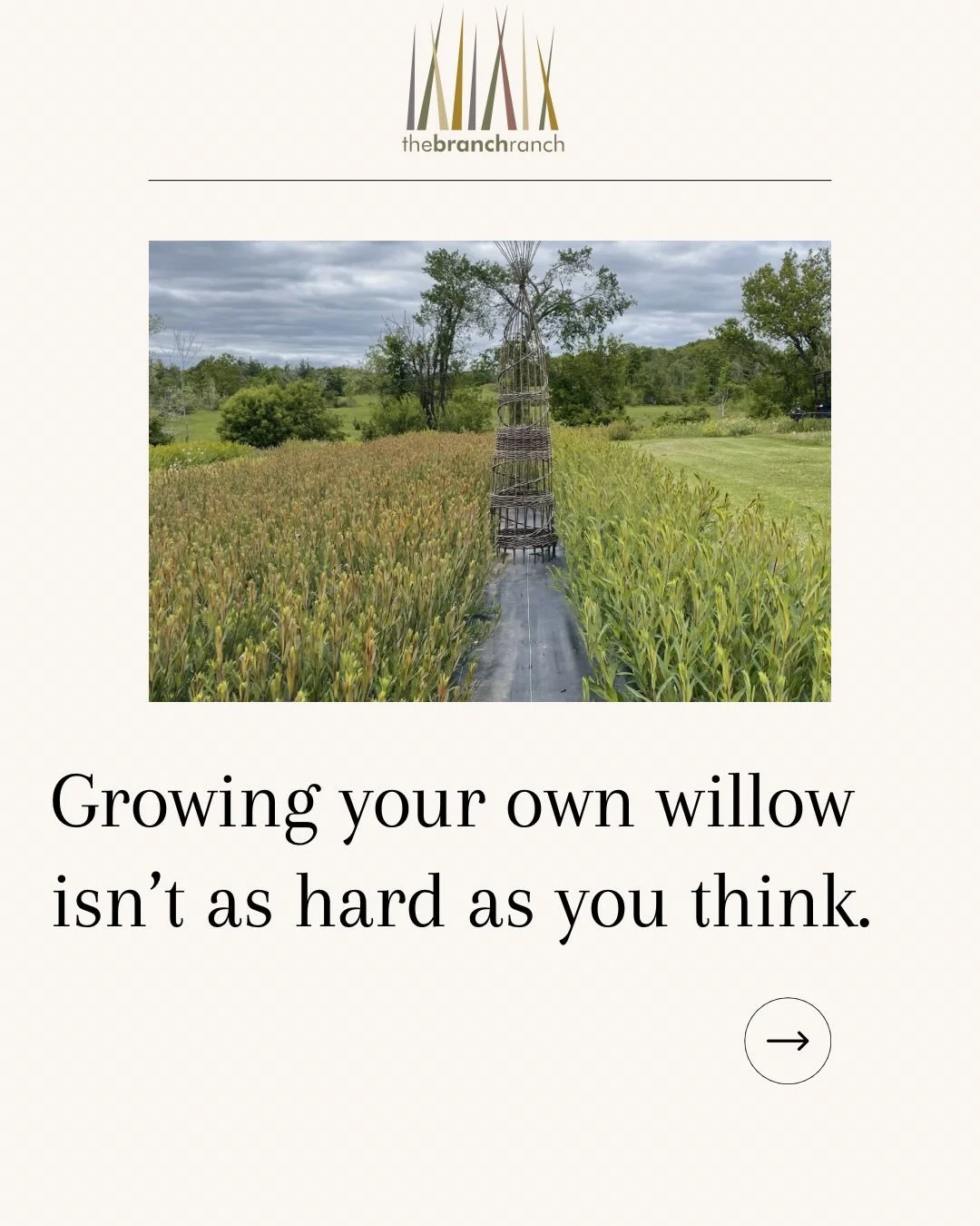 Most people overthink it, but willow is one of the most forgiving and rewarding plants to grow! In our zoom workshop we walk you through everything - choosing a planting site, planting and care of cuttings, harvesting and more! Plus all the &ldquo;wa