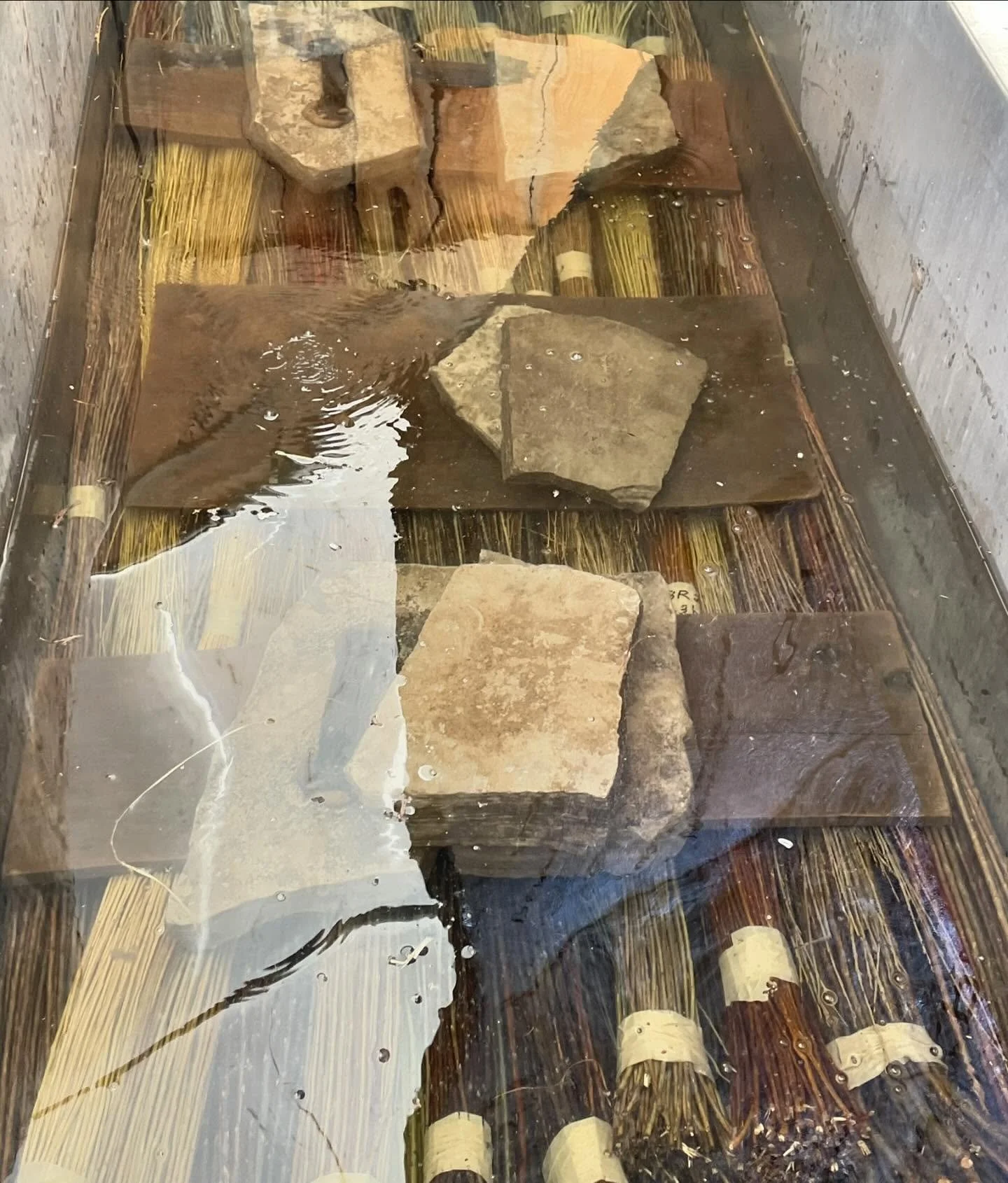 Last soak for a while! The sign of shifting our focus from classes to harvest. We will have a handful of workshops but harvesting will be the main priority for a while! #soakingwillow #willowbasketry #weaving