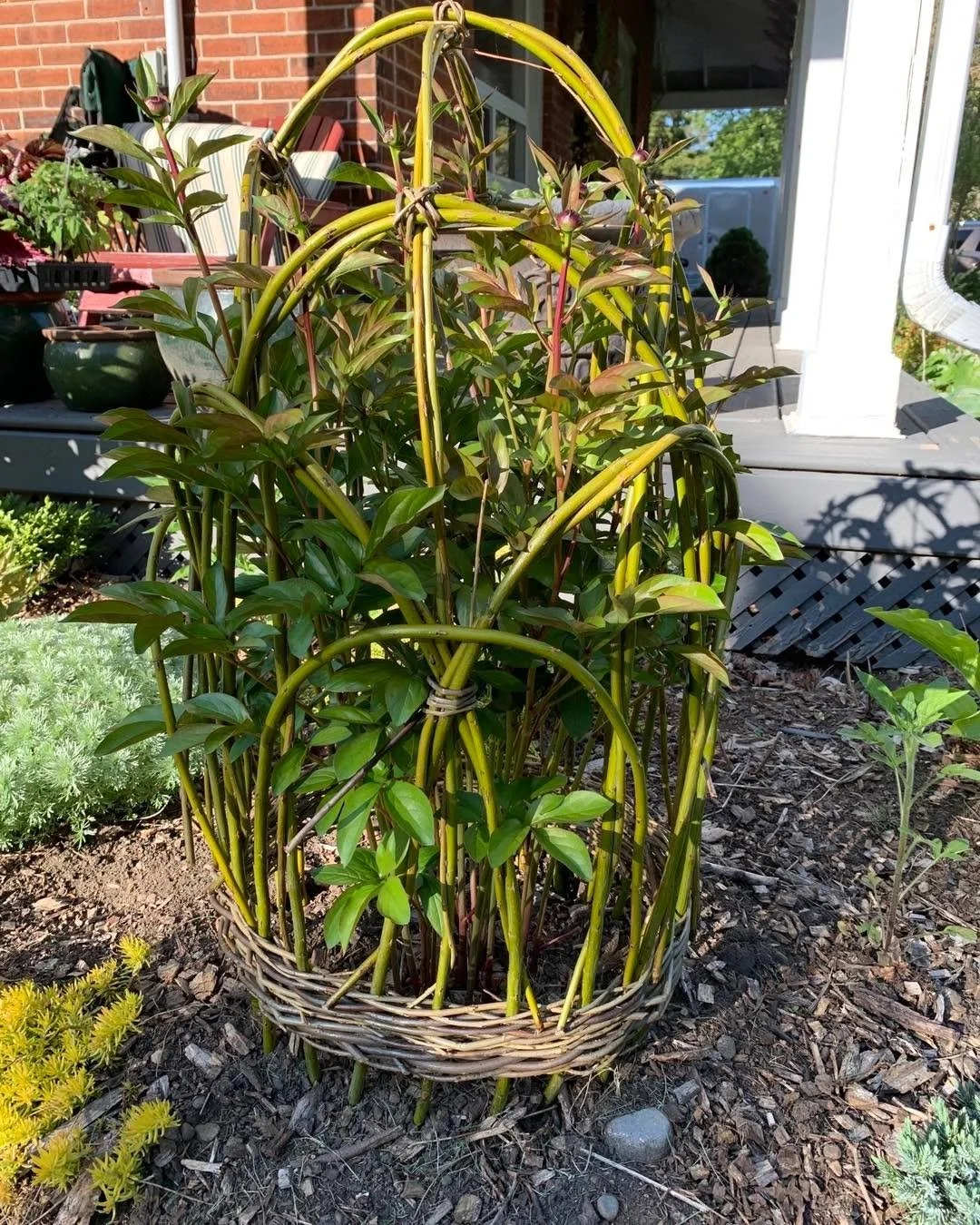 Who&rsquo;s looking forward to spring? Anyone want to make a peony crown with us on January 14th?! https://thebranchranch.as.me/?appointmentType=85061138