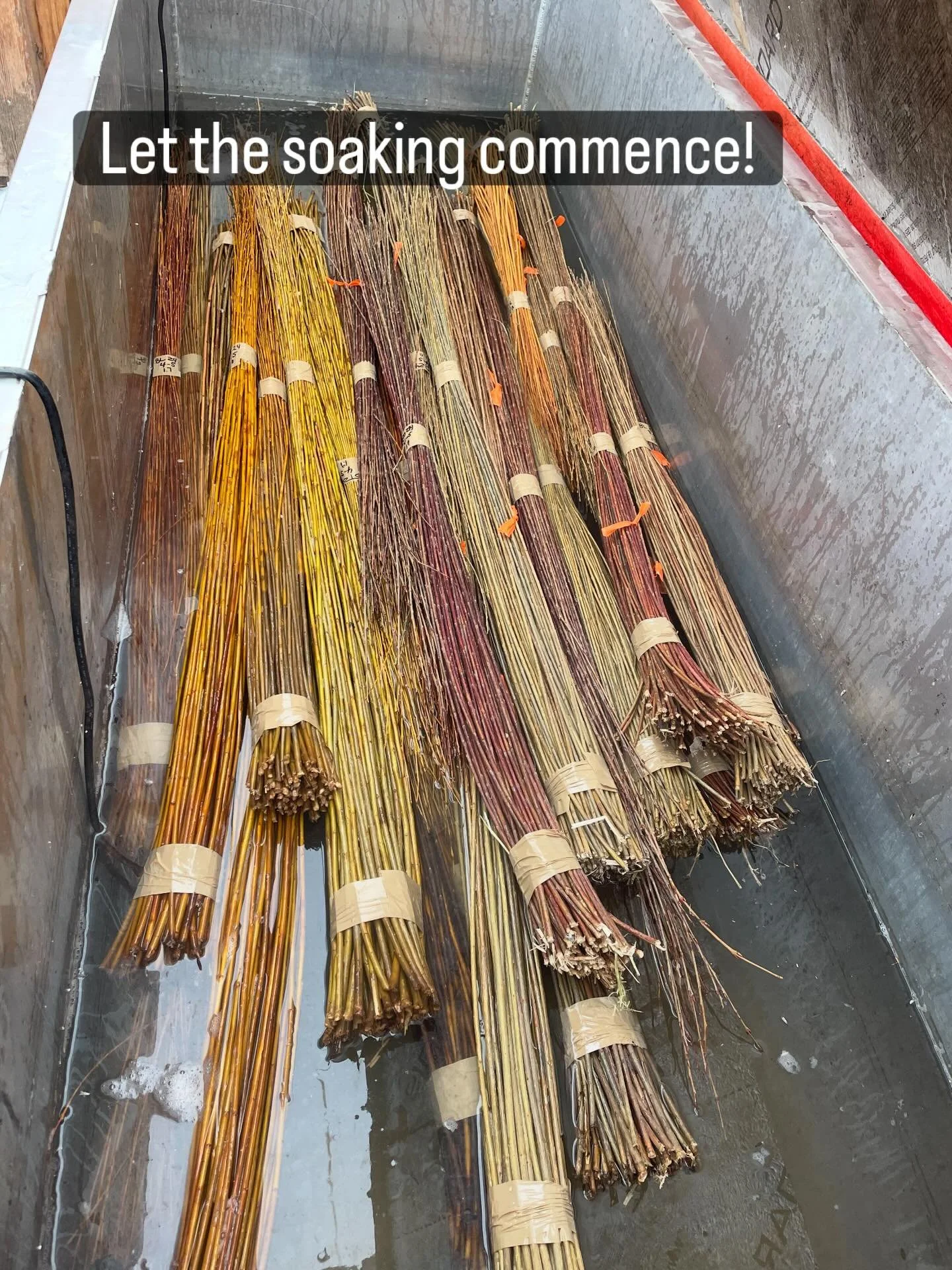 Putting willow in the soaker is always joyful! What will these twigs become?! #willowsoaker #basketmaker #willowdreamer #thebranchranch