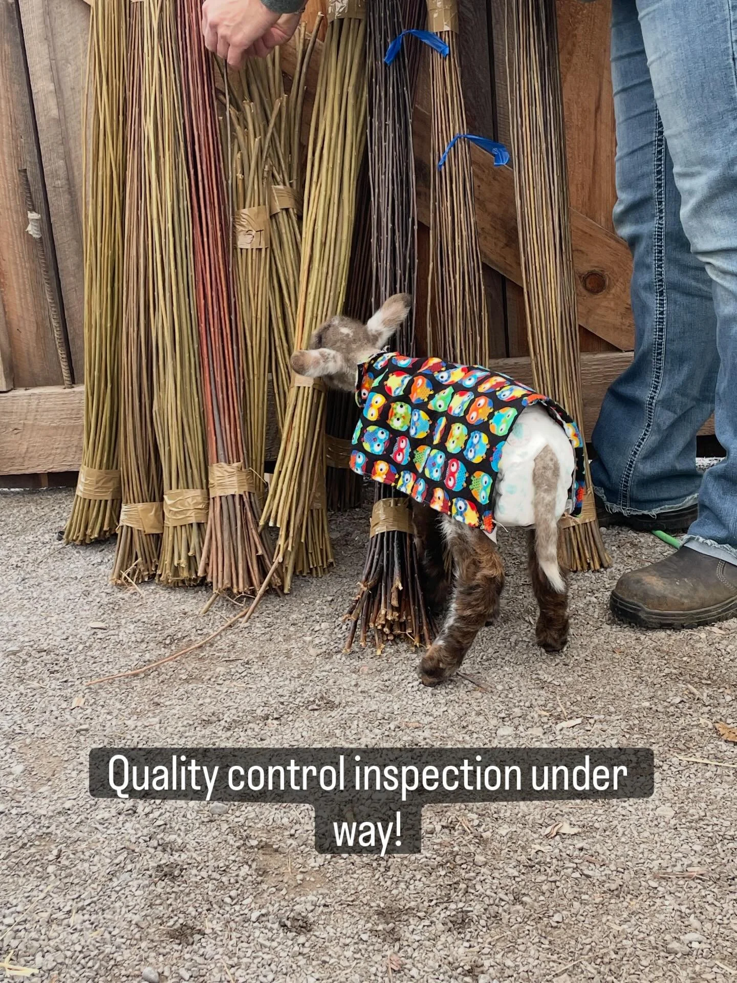 Rest assured that all willow used in our workshops is fully inspected including a taste test prior to going into the soaking tank. Only the best for our workshop participants! Hazel the shop sheep has stamped her approval on the most recent batch goi