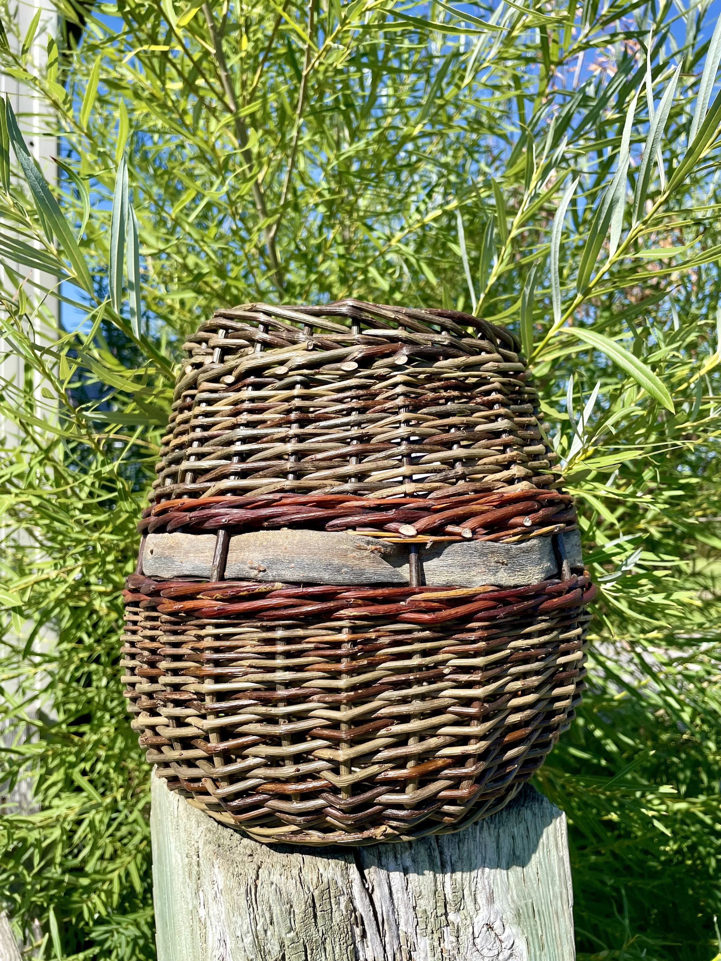 small bark b 1.jpg