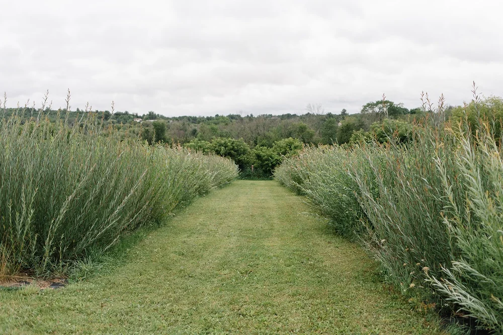 The Branch Ranch