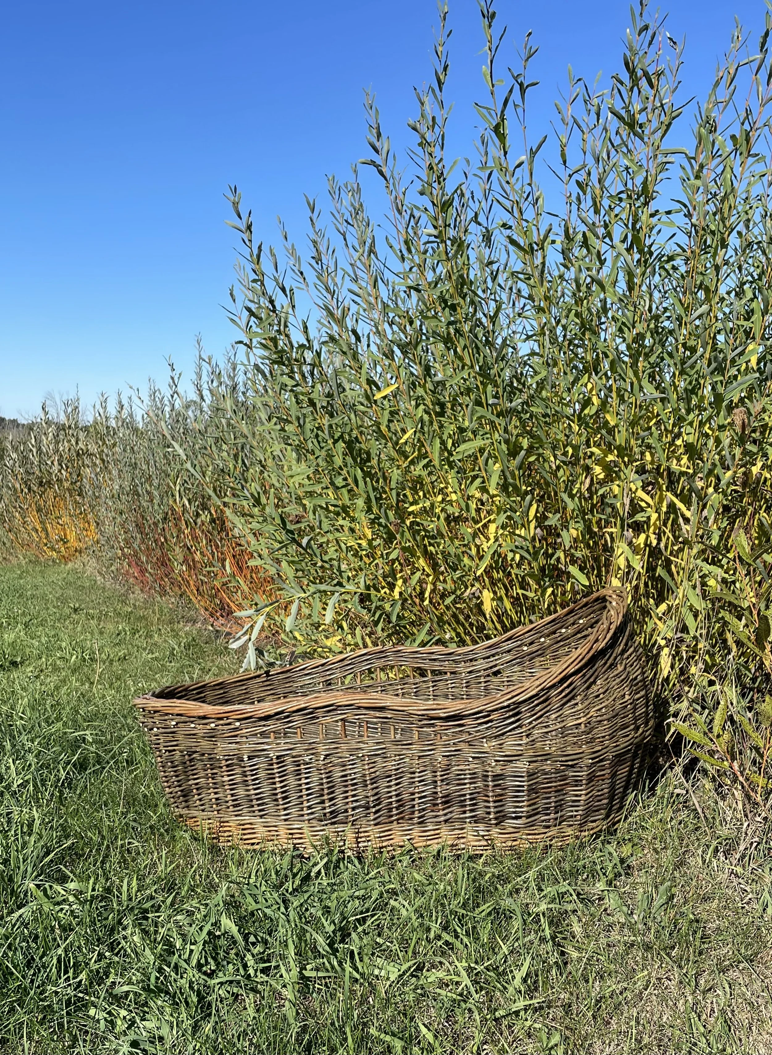 bassinet.jpg