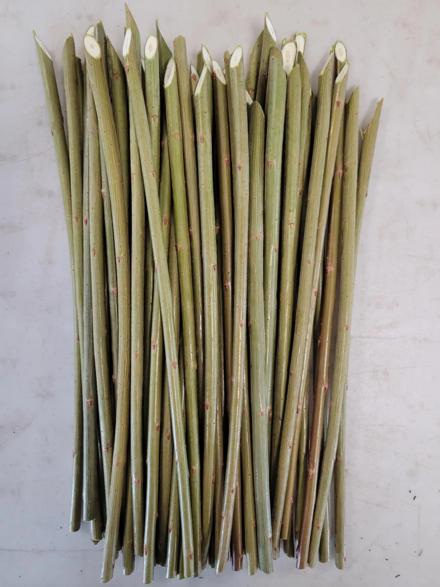 SALIX PURPUREA STREAMCO (10 Cuttings)