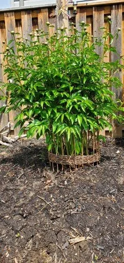 lories Peony Support_2.jpg