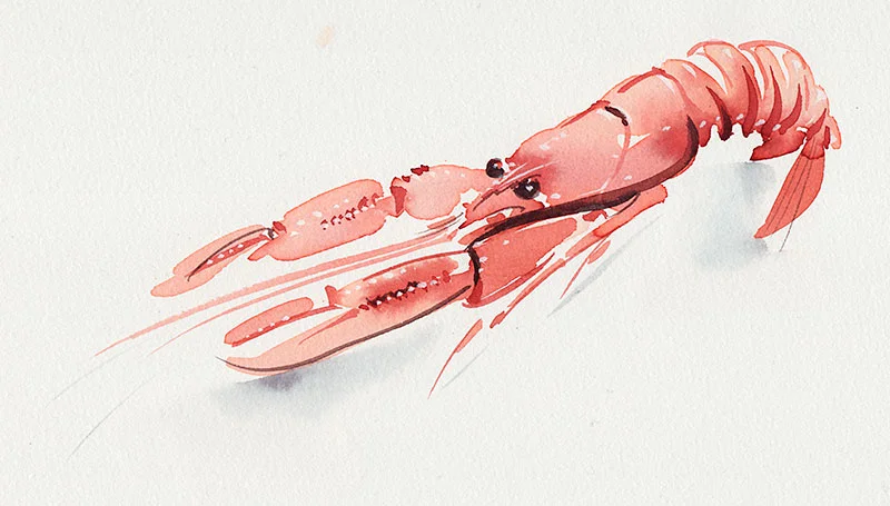 Langoustine_Scampi.jpg