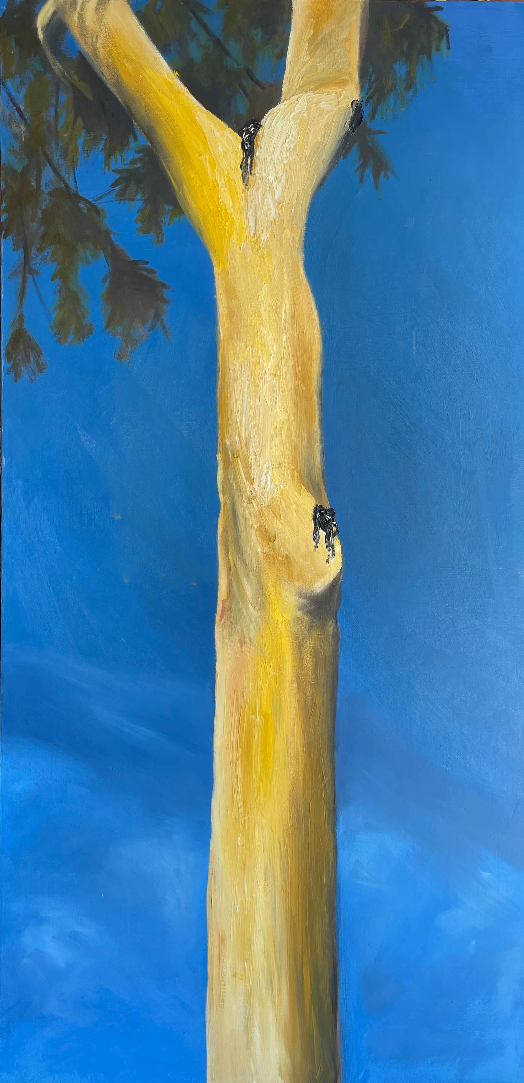 5 NFS HOLLYWOOD EUCALYPTUS TREE I.jpg