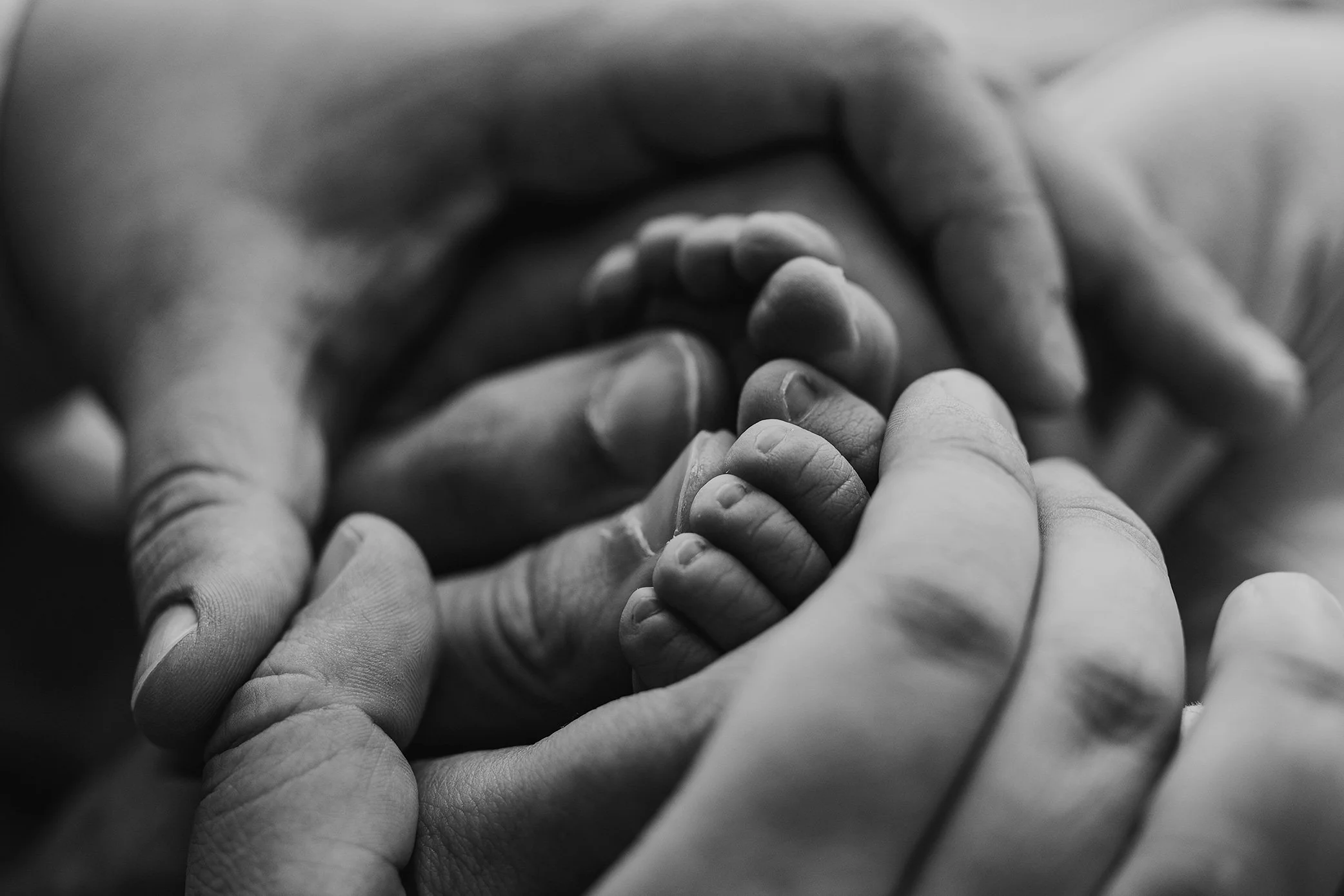 Newborn Baby Macro Black and White  Image close up of toes in dad and moms hands