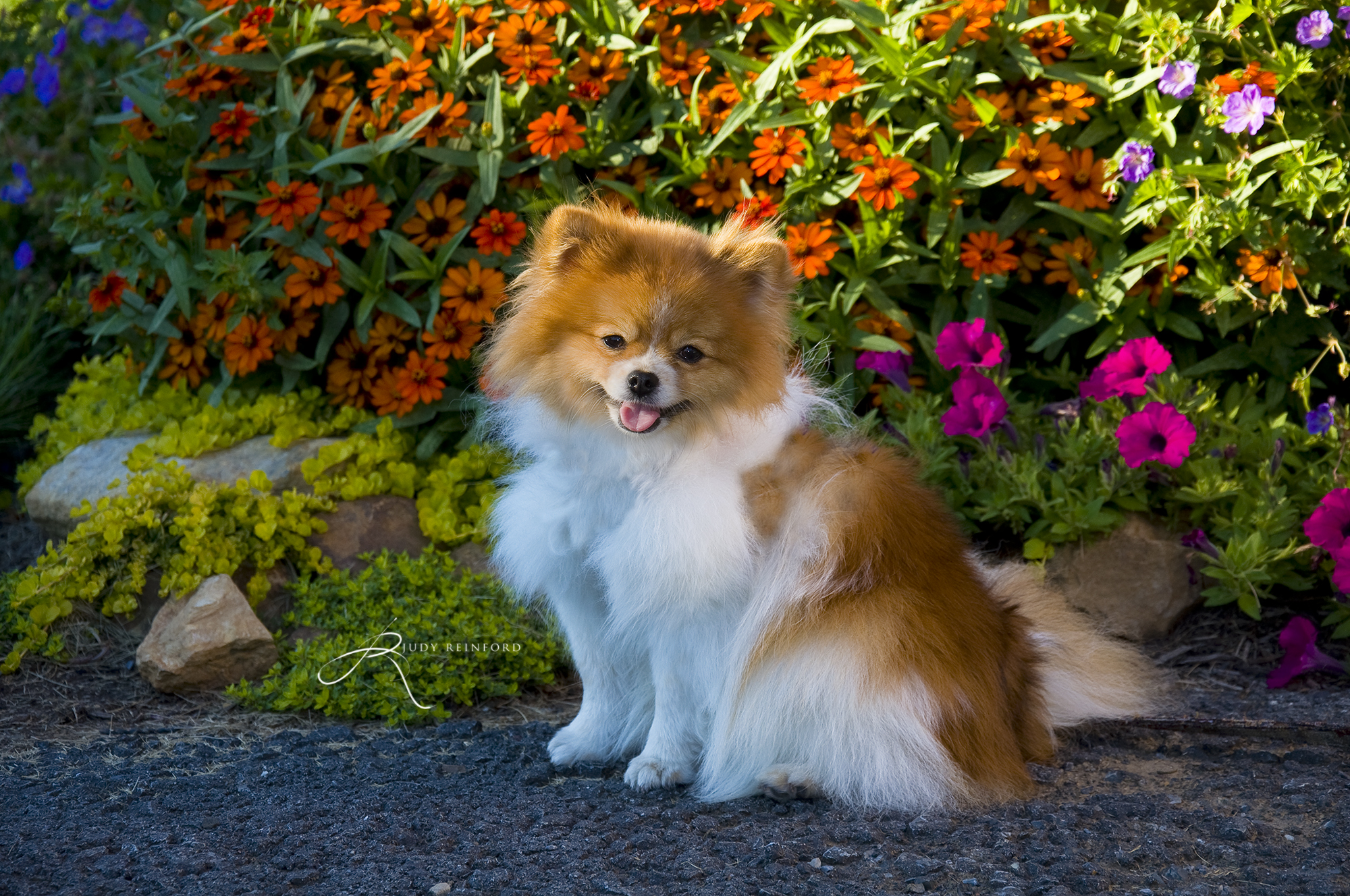 Bailey's Special Garden