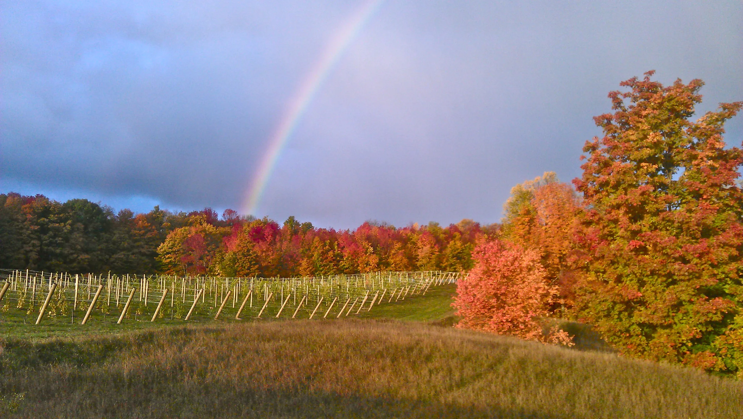 Northern Michigan wine grapes wine trail tasting.jpg