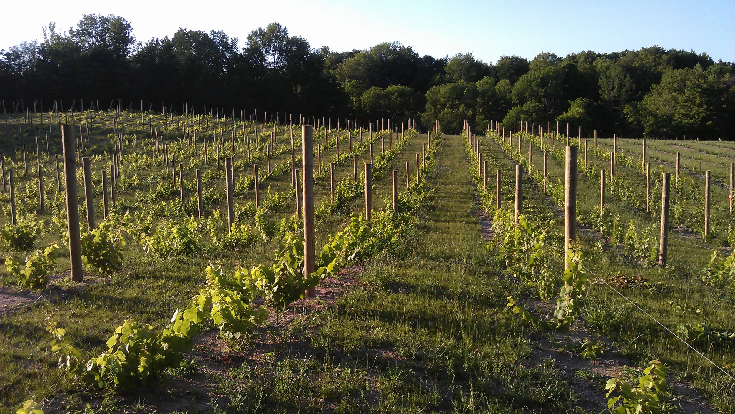 Michigan wine trail, wine tasting michigan, reisling.jpg