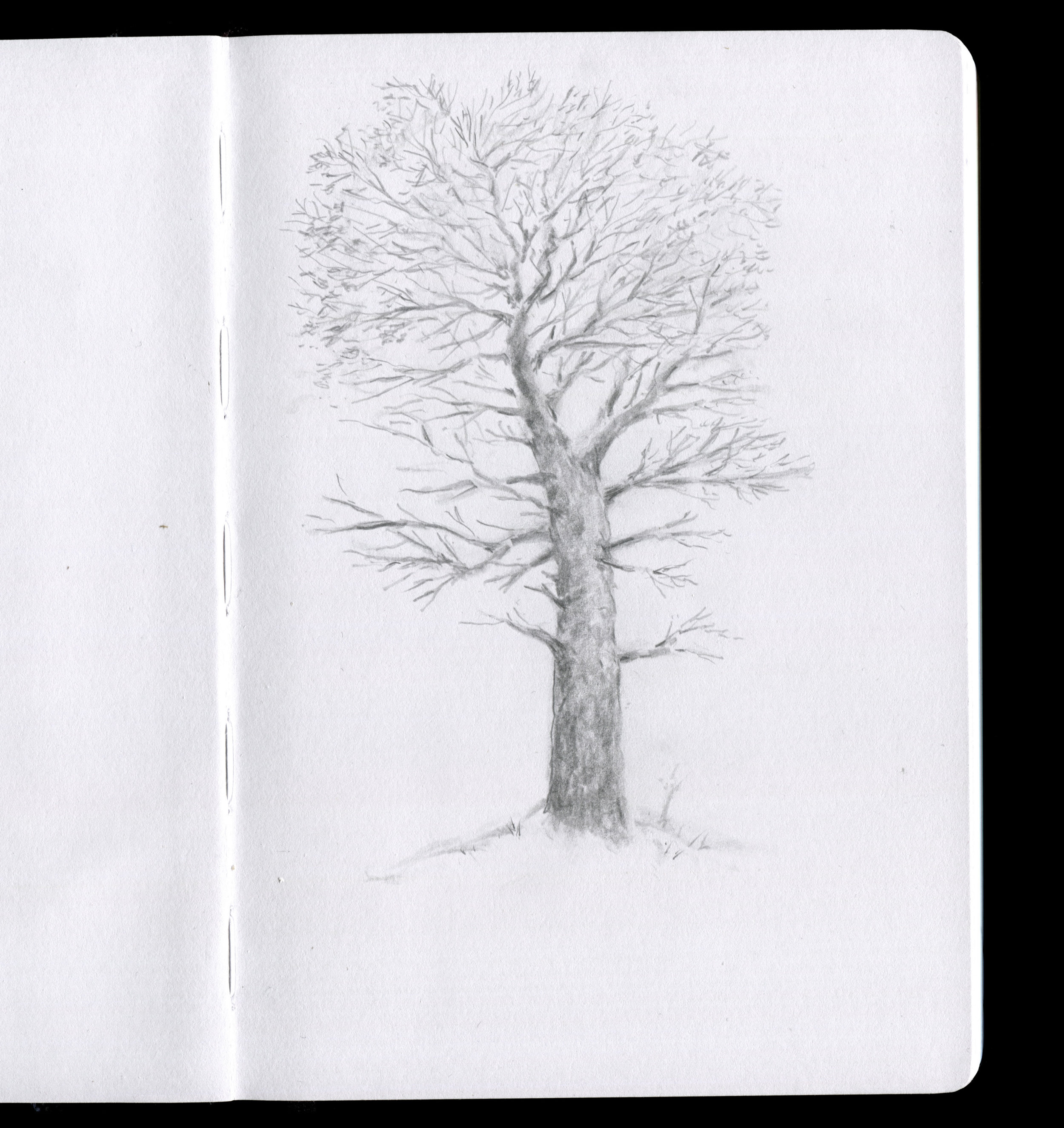 Arbre d'hiver.jpg