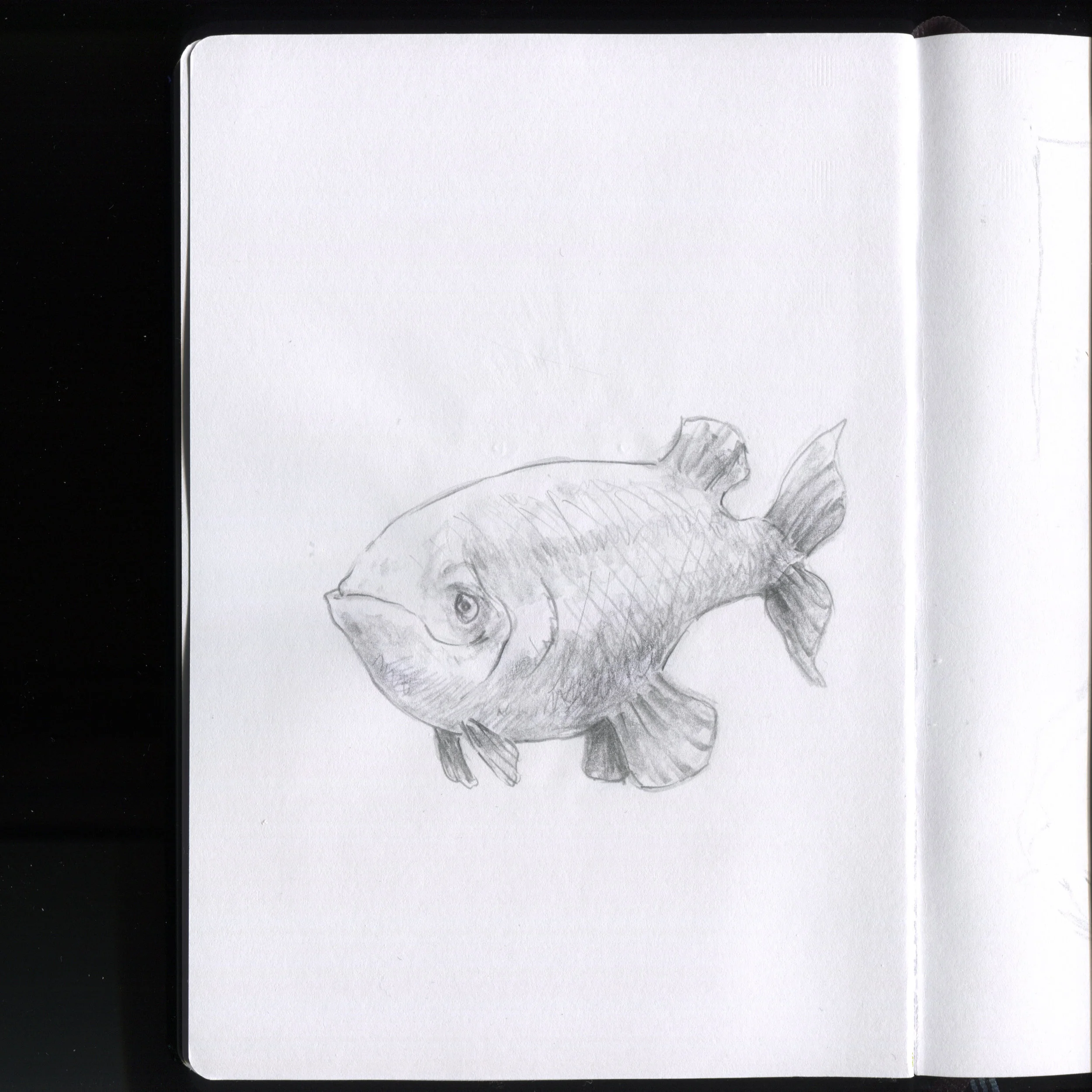 Poisson souriant.jpg