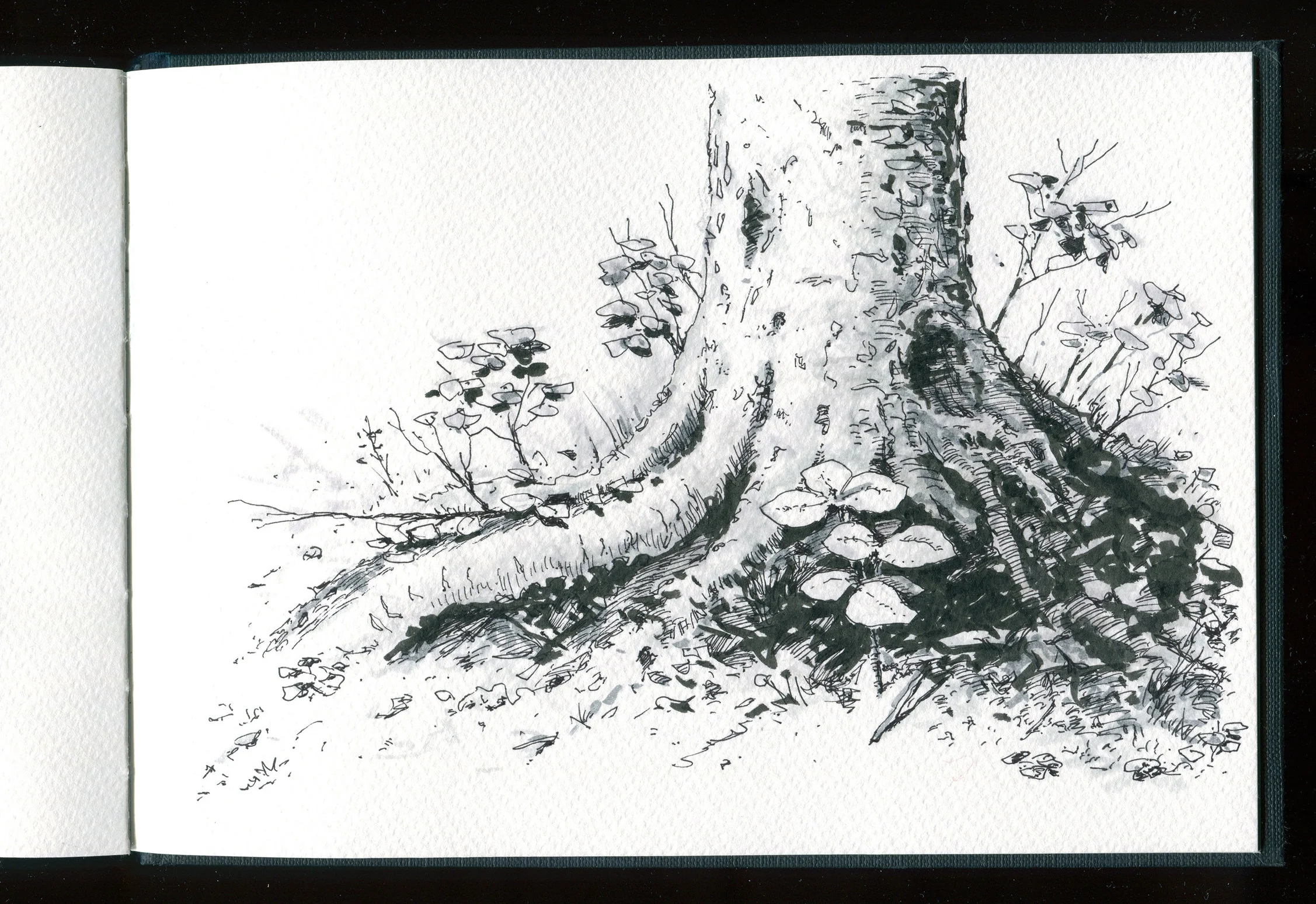 Au pied du bouleau.jpg