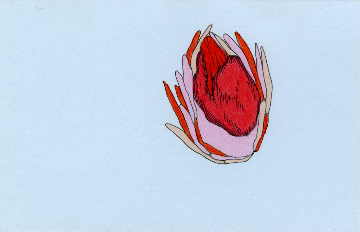 Heart-Hands-Tongue_5x3_SS.jpg