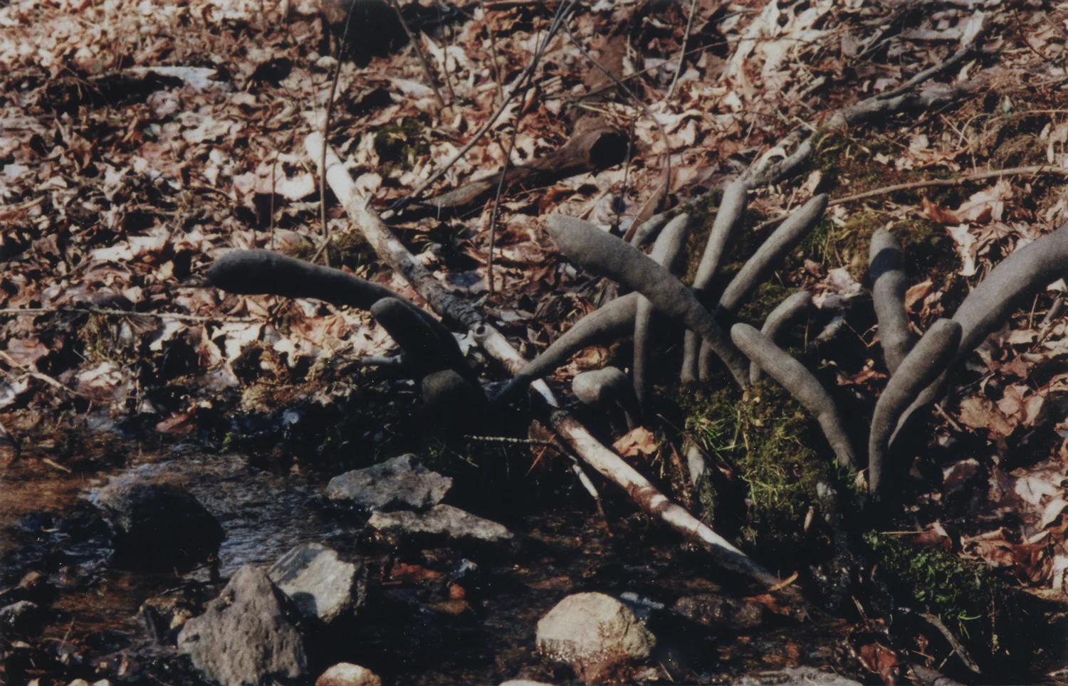 mushrooms_in_phoenix_county_SS.jpg