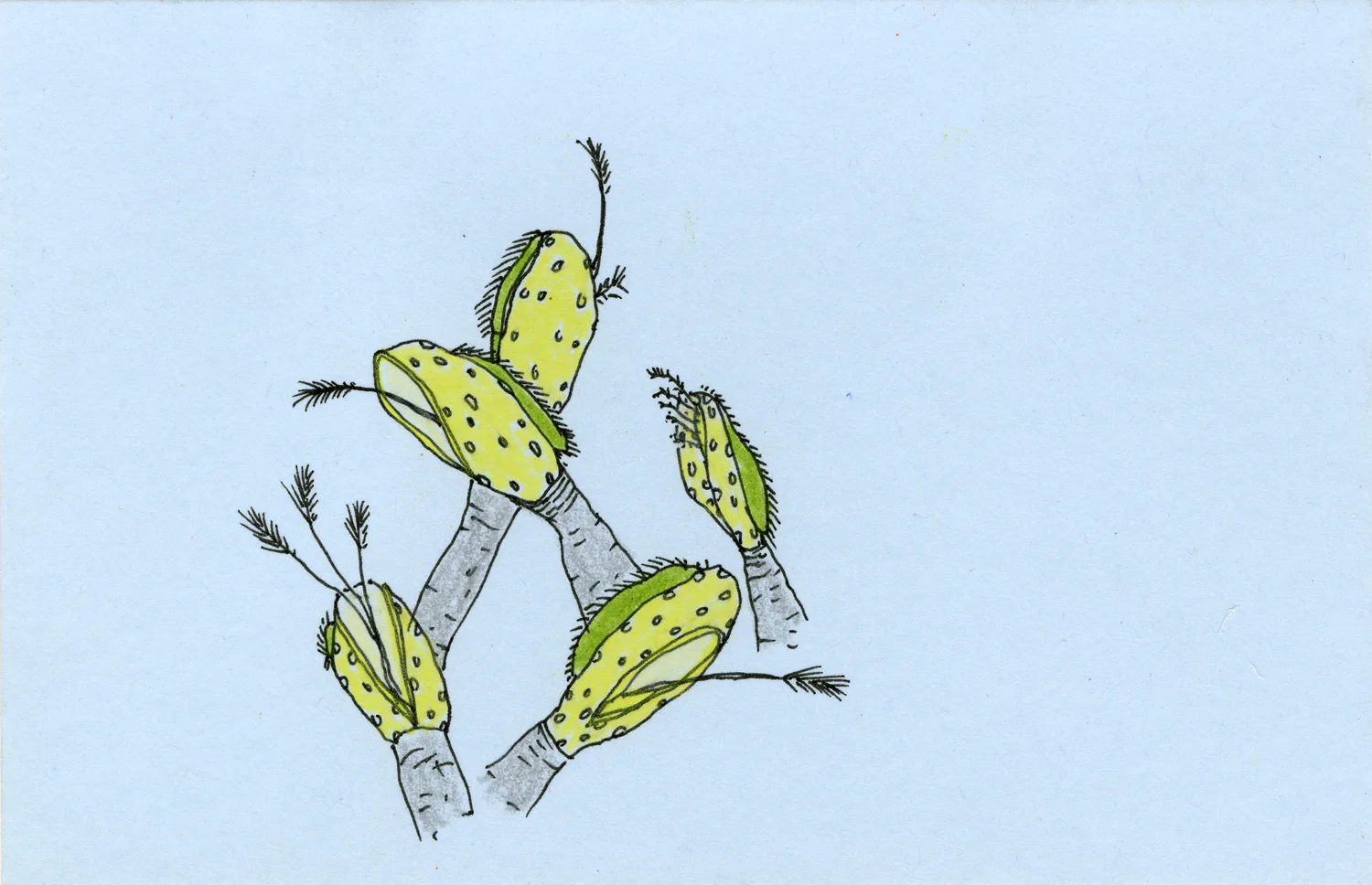 Yellow-Worm-Heads_5x3_SS.jpg