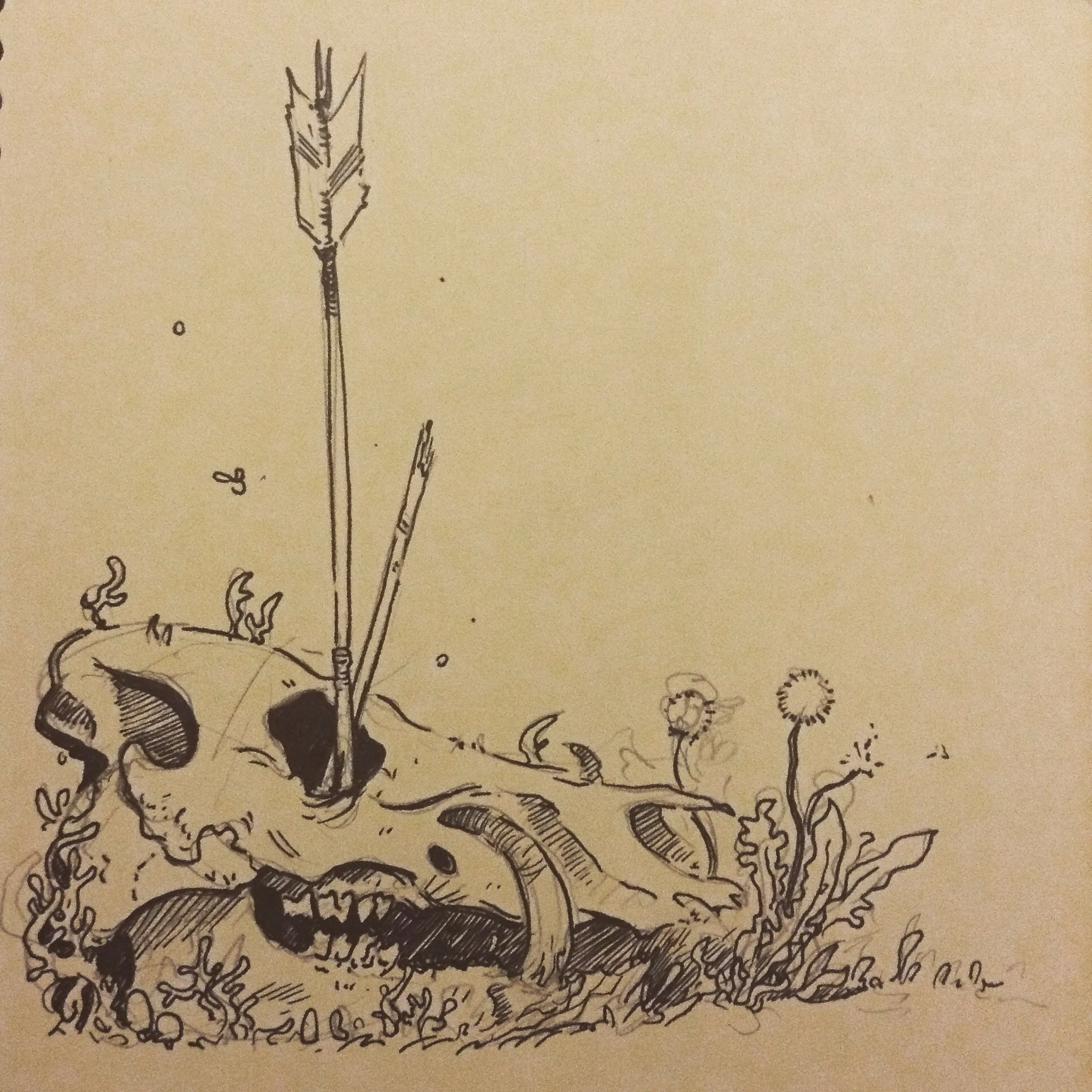 Pigmin skull. I love this kinda stuff.