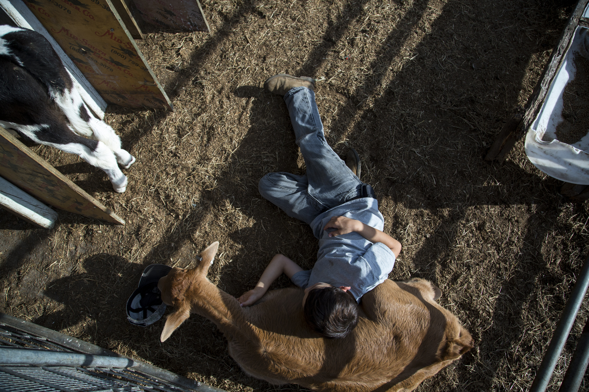  Alex Busciglio, 9, lays in the calf pin at Tower Dairy, in Tampa, Florida, on March 24, 2017. Alex and his brother Dominic, 5, love spending time on the farm, calling the cows "Moo-Moo's," and riding in the Bobcat with their dad, Jeff. 