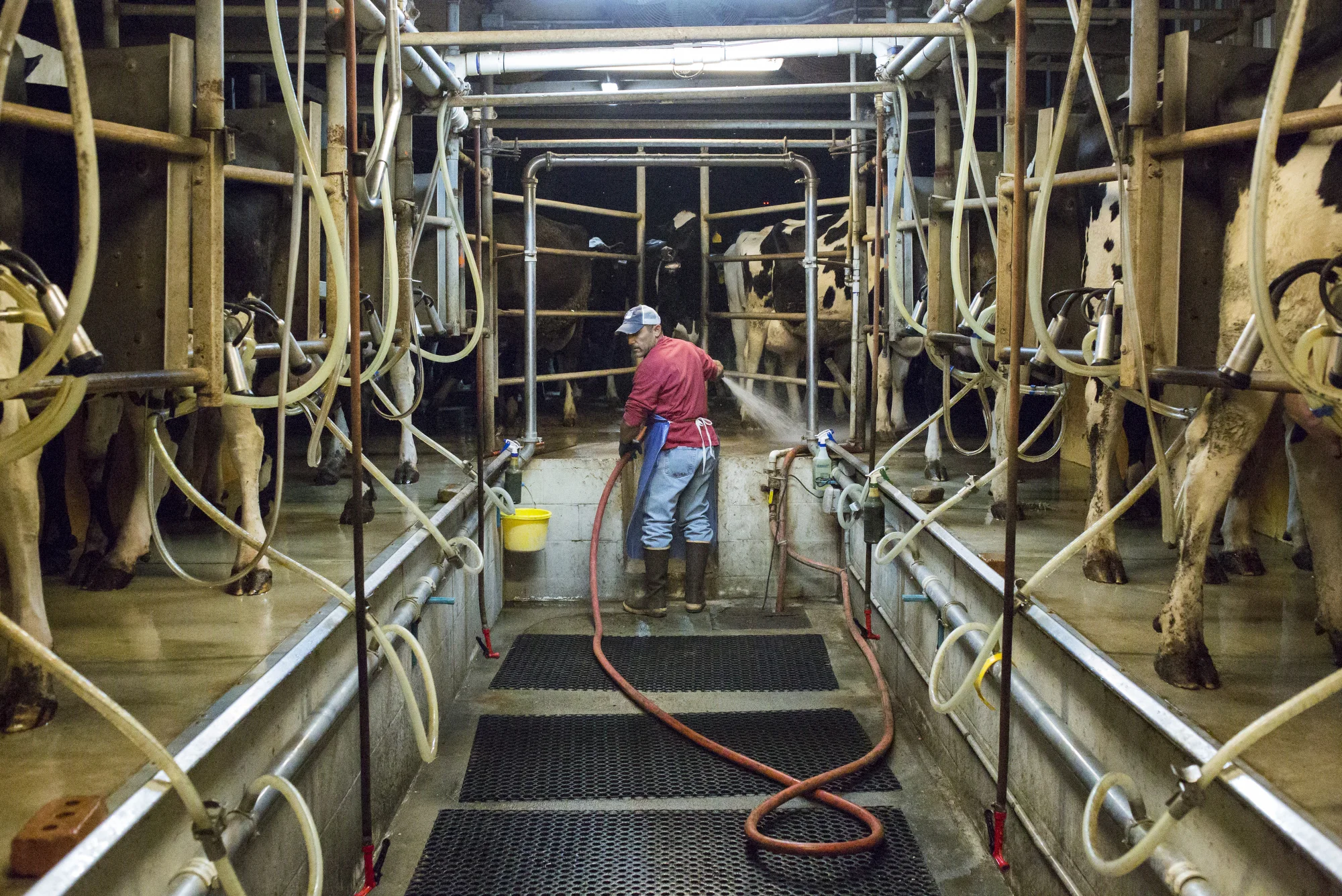 Jeff Busciglio looks back into the milking parlor during an overnight milking at Tower Dairy, on March 7, 2017, in Tampa, Florida. Dairy cows have to be milked twice a day, 12 hours apart. Depending on other tasks, like mixing feed, Jeff would arrive at the farm just after 1 am, to start milking the 160 cows promptly at 2 am. When working alone the milking process took Jeff about four and a half hours. When talking about farming with his dad, Jeff said, "67 years for him and 43 years for me. That's all we know."
