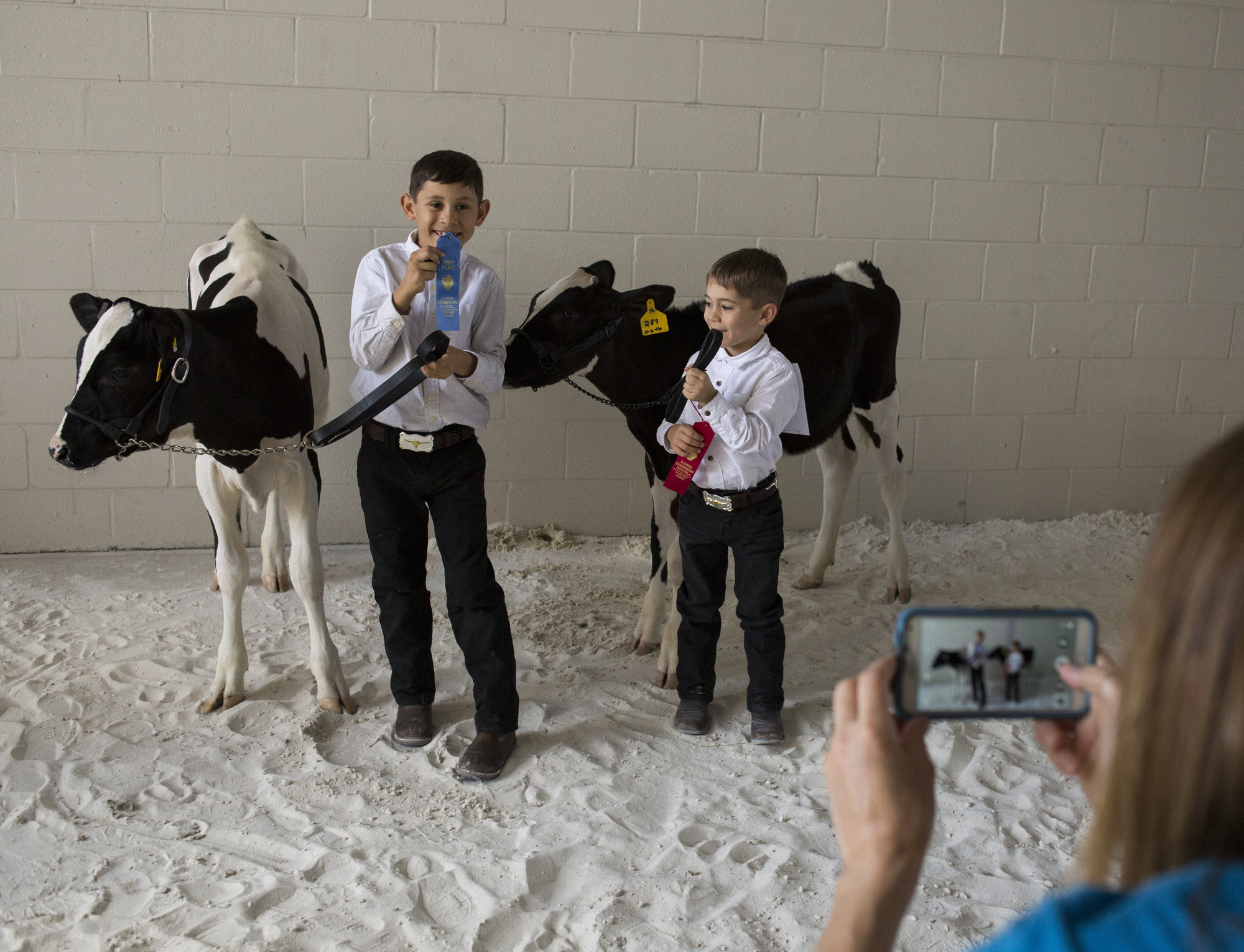  Alex Busciglio, 9, and Dominic Busciglio, 5, pose for a photo taken by their mom, Jana Busciglio, after showing Holstein calves at the Florida Strawberry Festival on March 4, 2017, in Plant City, Florida. 