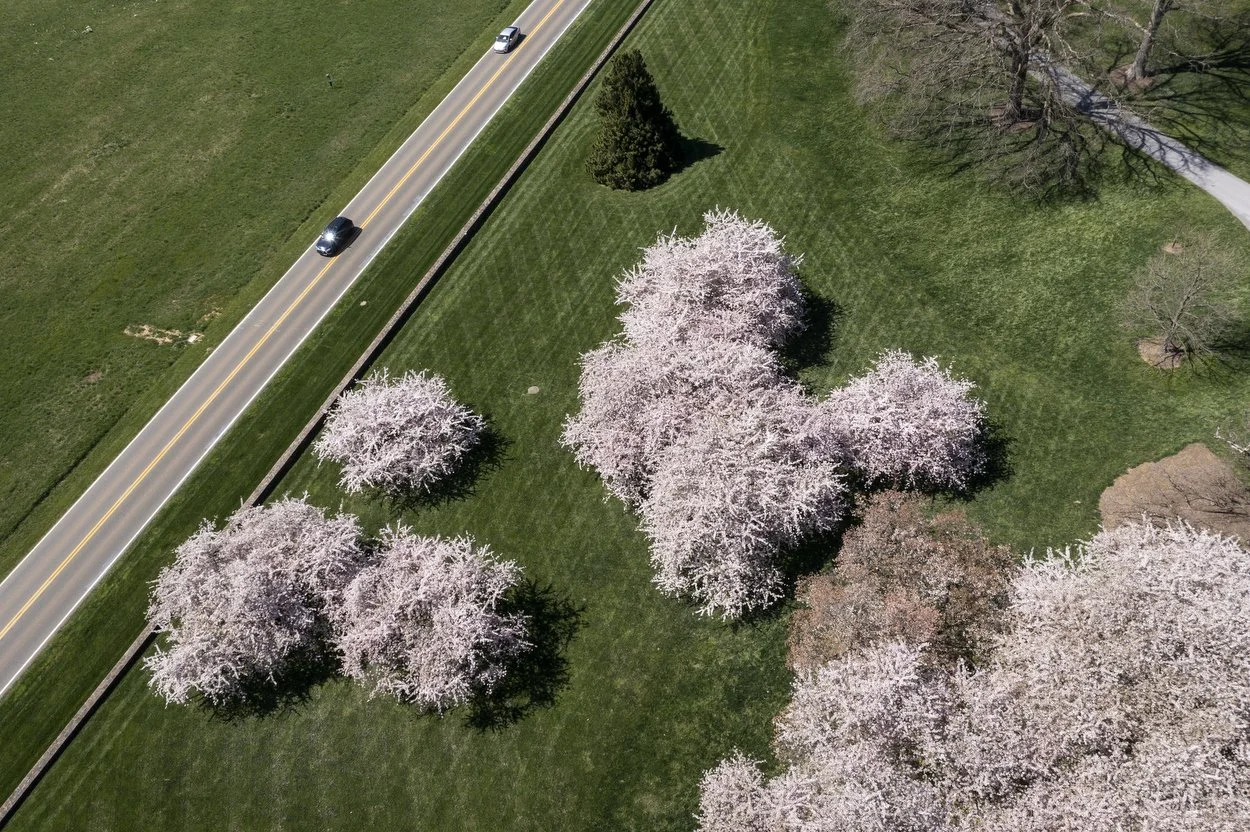 Yoshino Cherry Trees, Prunus × yedoensis, bloom in the  Oak and Conifer Knoll at Longwood Gardens in Kennett Square, Pa. on Tuesday, April 11, 2023. There are about 12 different varieties of Cherry trees at Longwood. Each tree blooms for 2-3 weeks. 