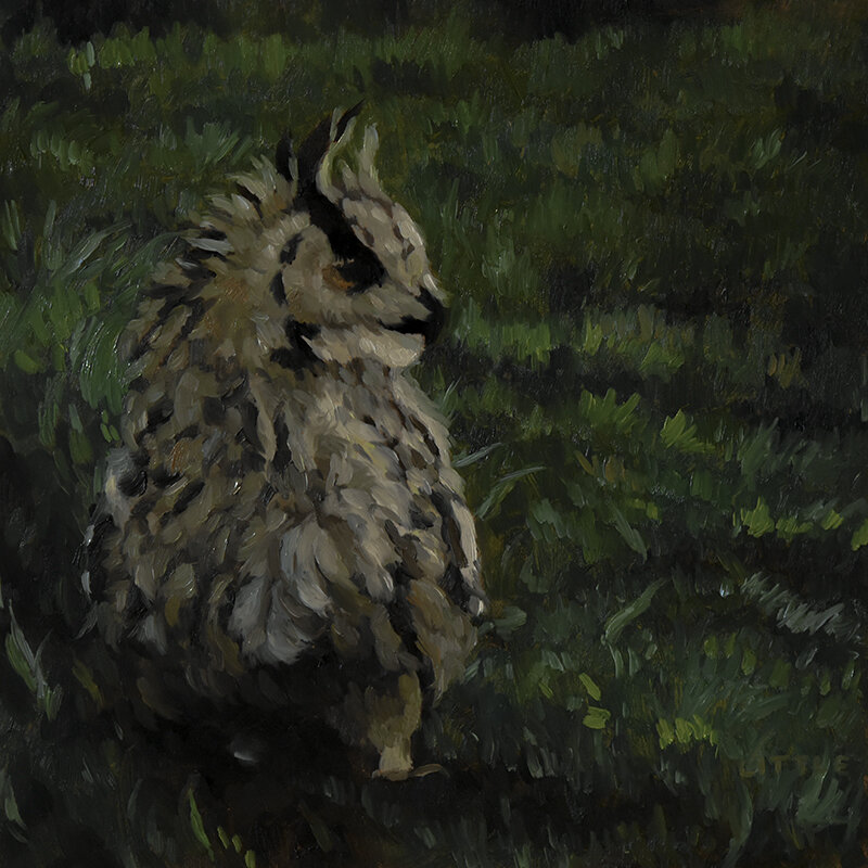 Single Owl Seeks Companion For Moonlit Walks on Suburban Lawns