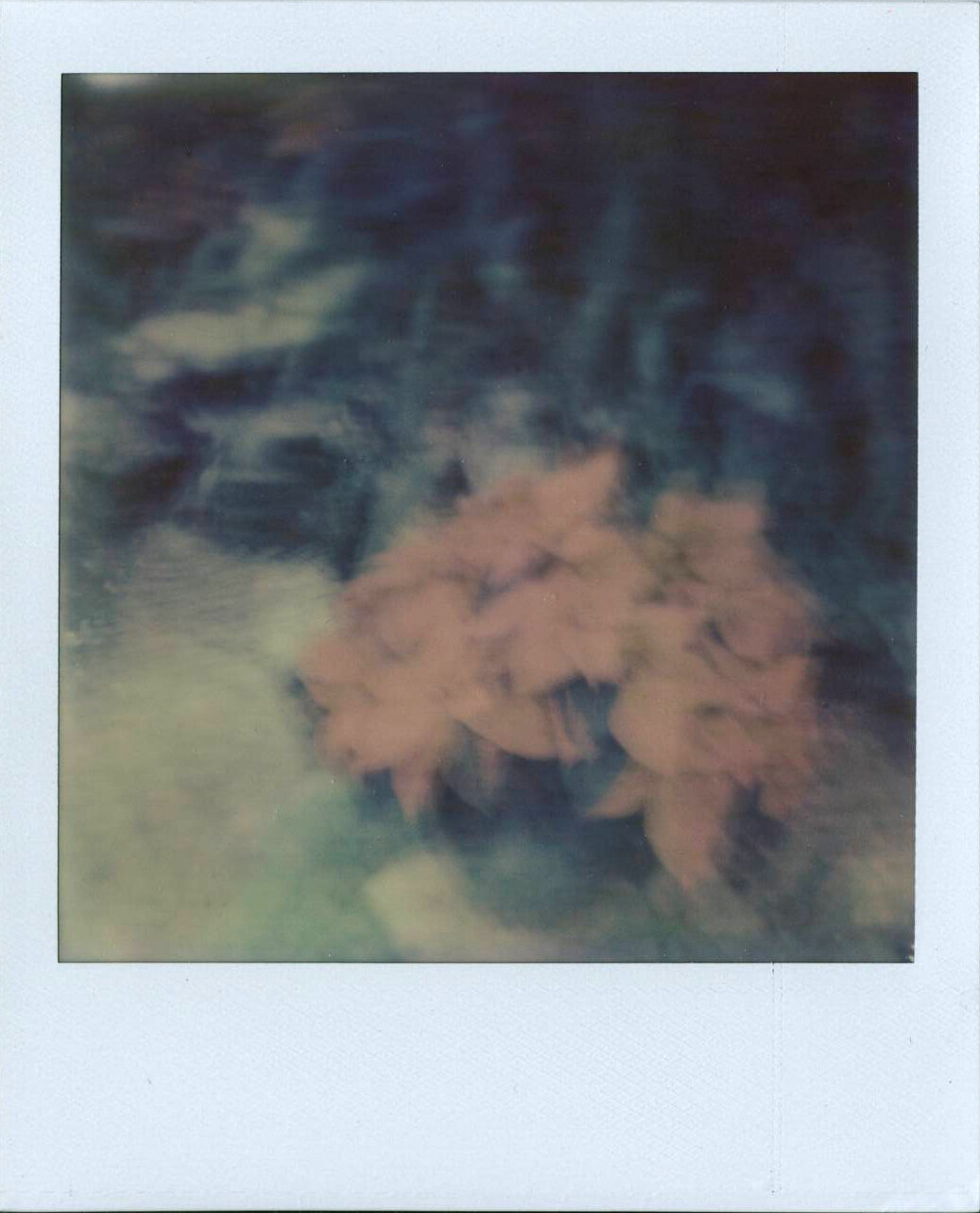 Polaroid_Flowers.jpg