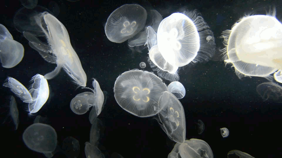 Lungs.Breath.Galaxy.Ghost