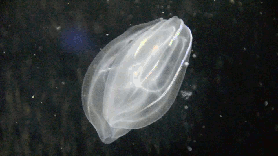 Lungs.Breath.Galaxy.Ghost