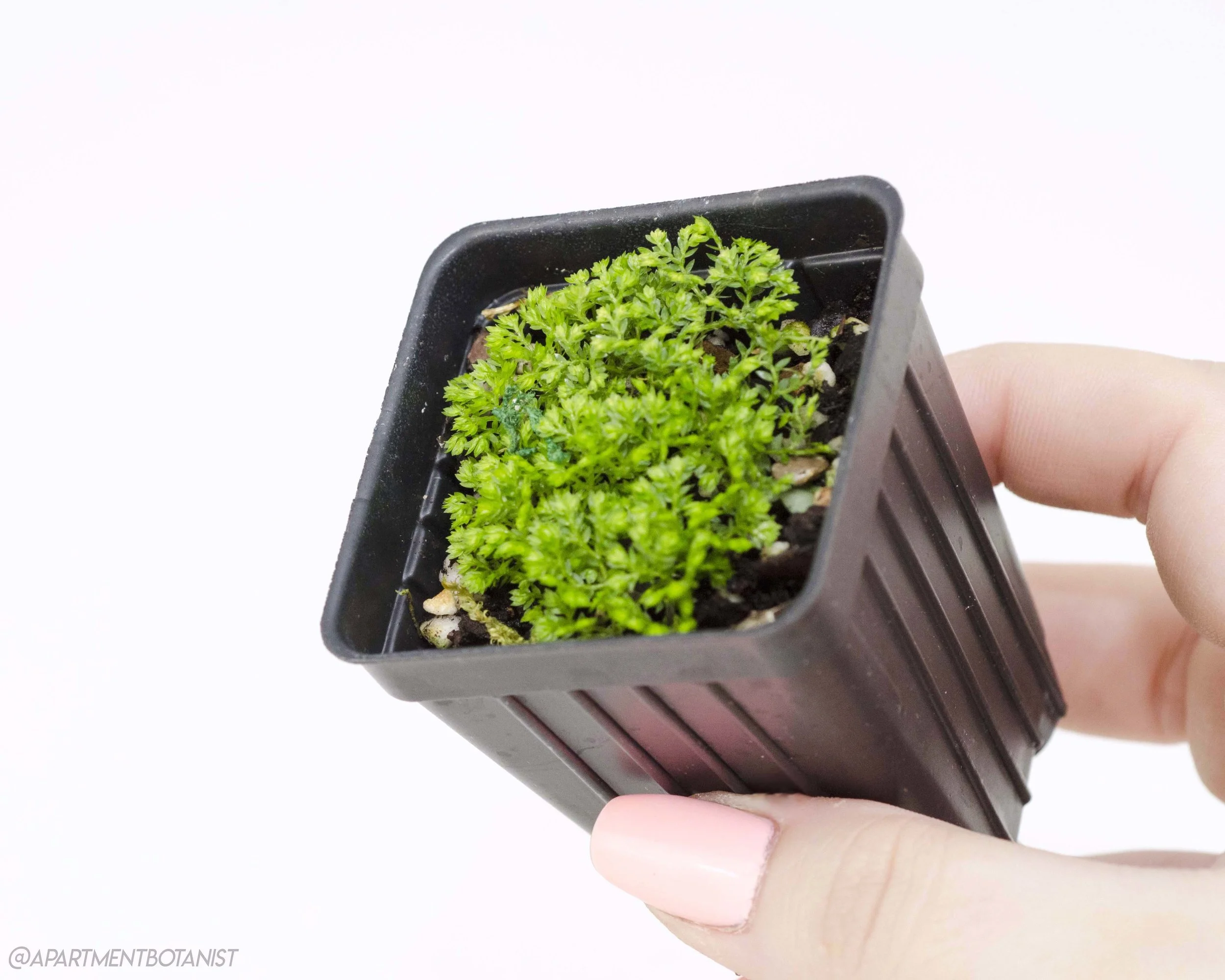 Selaginella kraussiana ‘Brownii’ Pincushion spikemoss