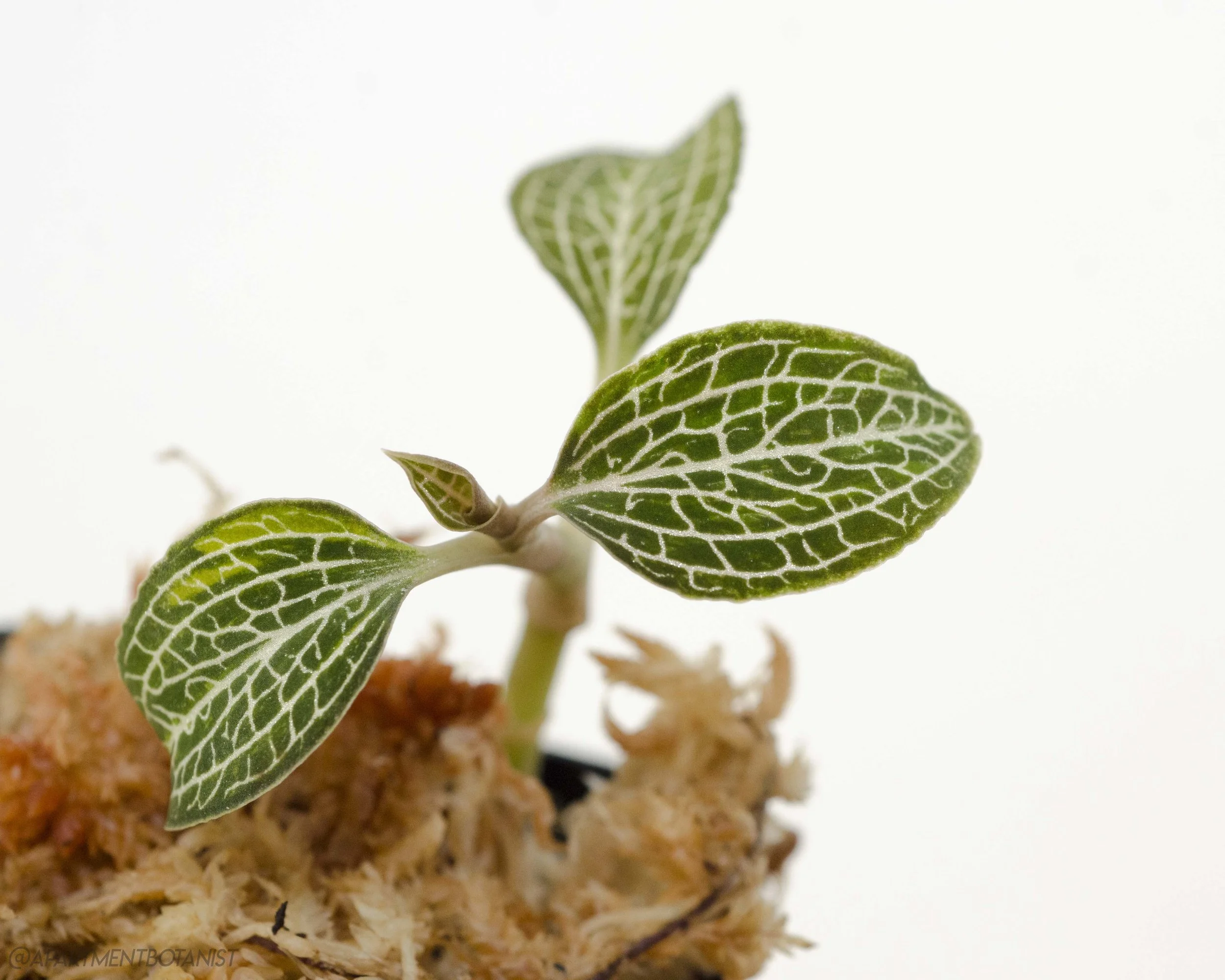 Ludochilus Poly Jewel Orchid