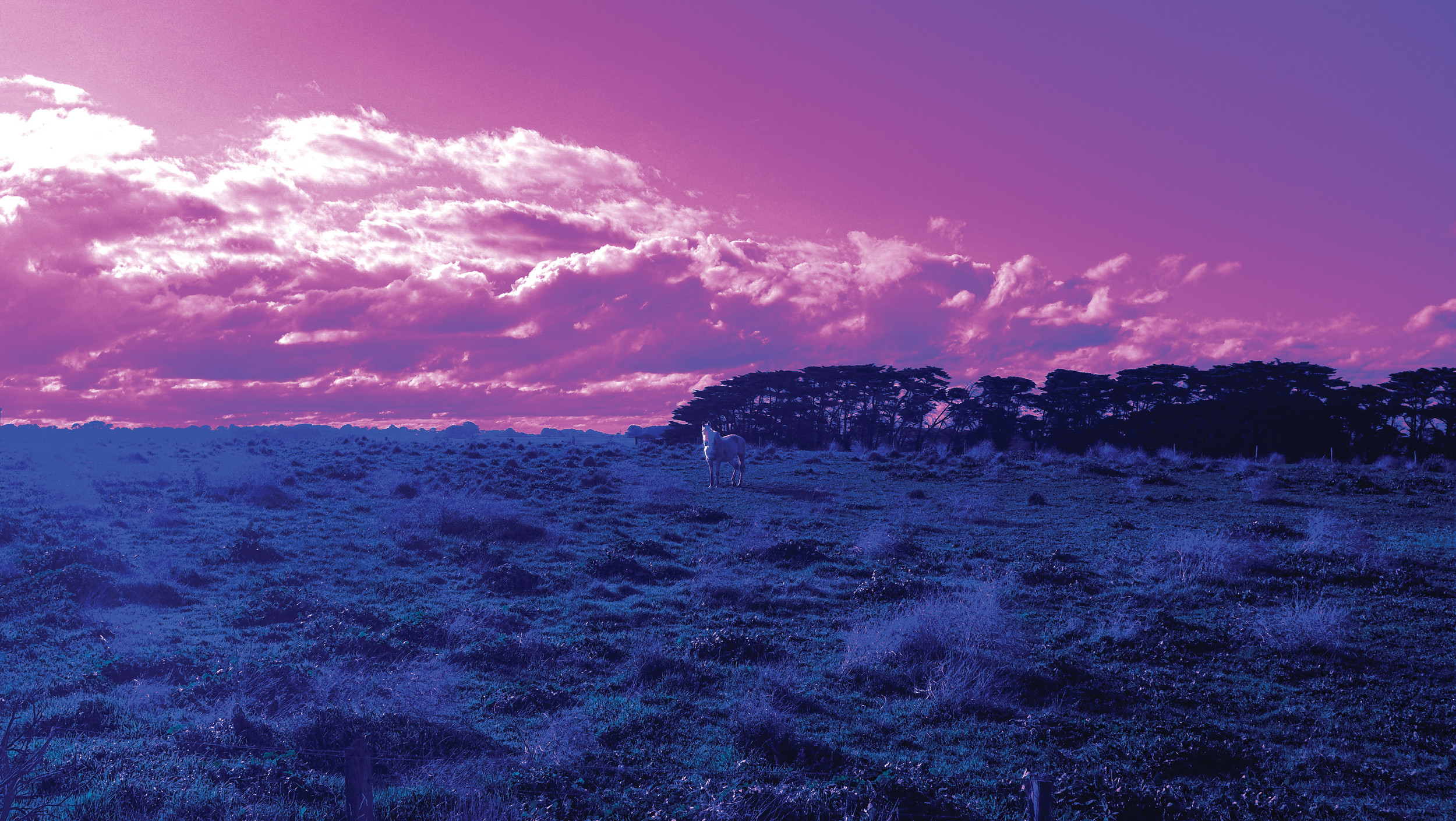  The forest opened to a field of brilliant blue. The sky lingered a queer pink only interrupted by clouds of surging floss. The notion of time was lost on us. Our eyes were drawn in unison to the white beast before us. A creature whose purity touched