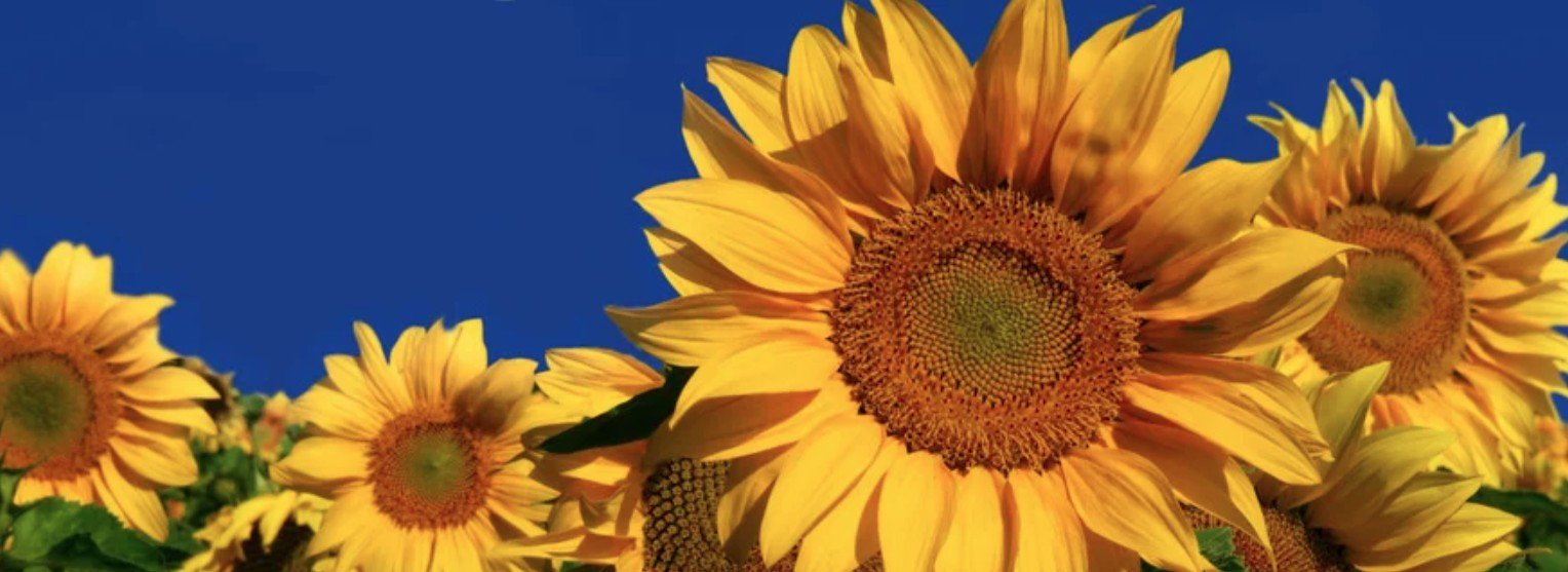 Screenshot 2026-01-08 154504.jpg