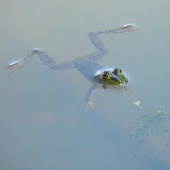 frog by wolfpix flickr.jpg