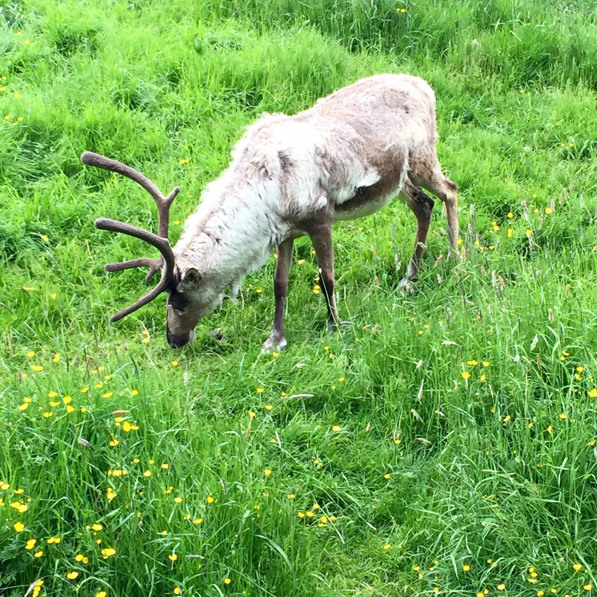 A raindeer at Laugardalur's zoo