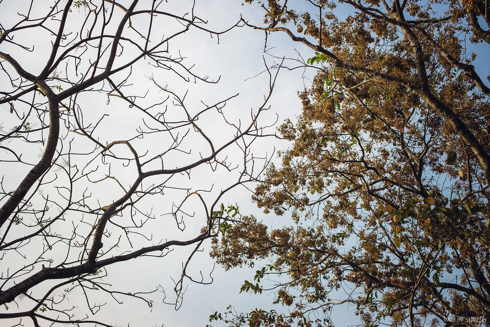 Srishti_Shivi_124_Blog.jpg