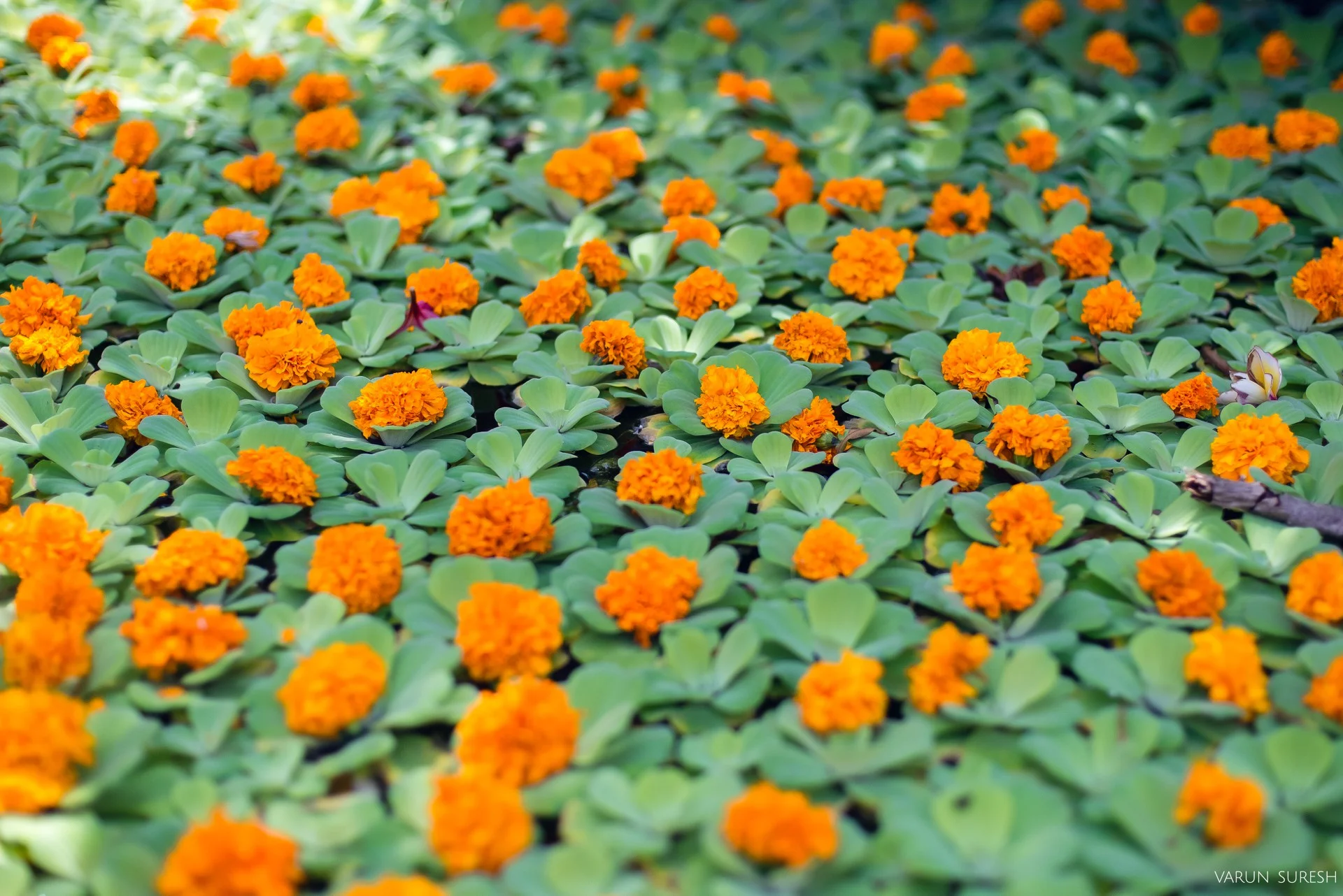 Nithya_Mark_0004_Blog.jpg
