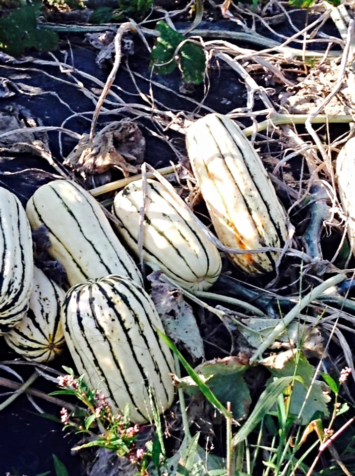 Delicata Squash