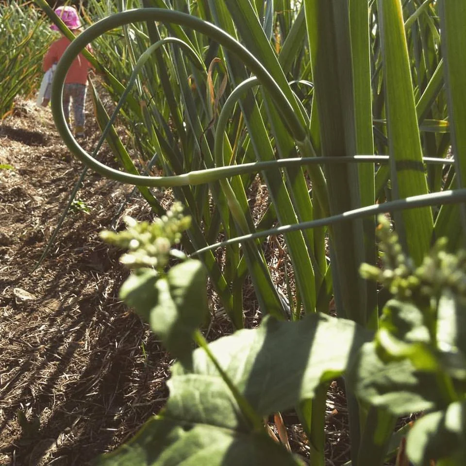 Here is our two year old, Maggie, playing in the garlic patch, which I have the feeling felt like a forest to her small body. 