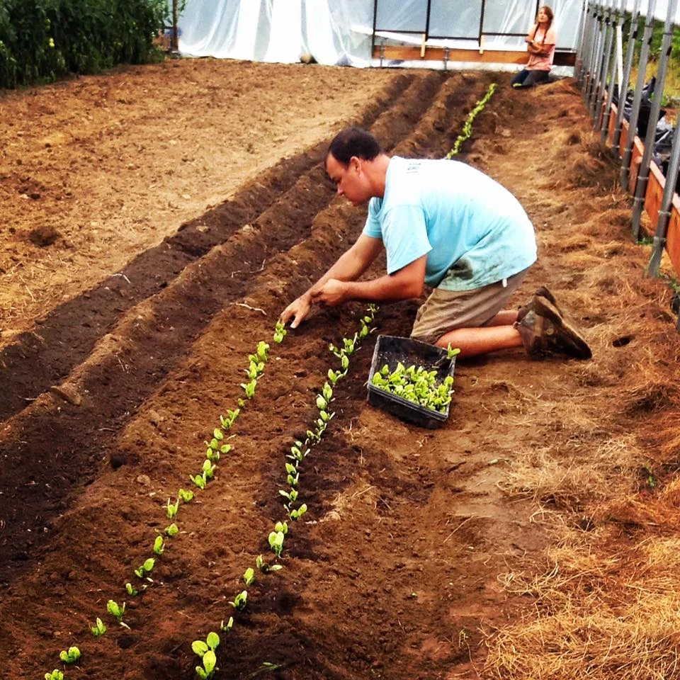 We even have our spinach and lettuce transplanted inside for the year-round farmer's market. Winter growing comes with it's own set of challenges but it sure is a fabulous thing having fresh picked greens in the coldest of months.