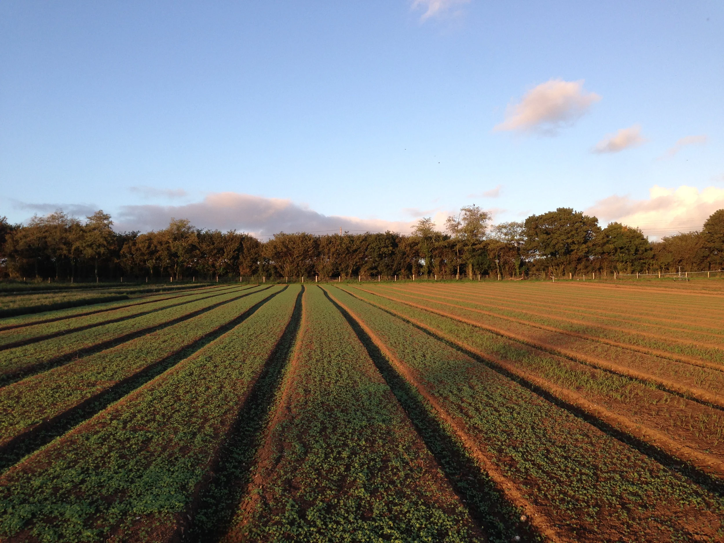 In rural Dorset, Keyneston Mill is the largest private botanic garden in the UK dedicated solely to aromatic and scented plants - over two thousand varieties are grown in the fifty-acre estate