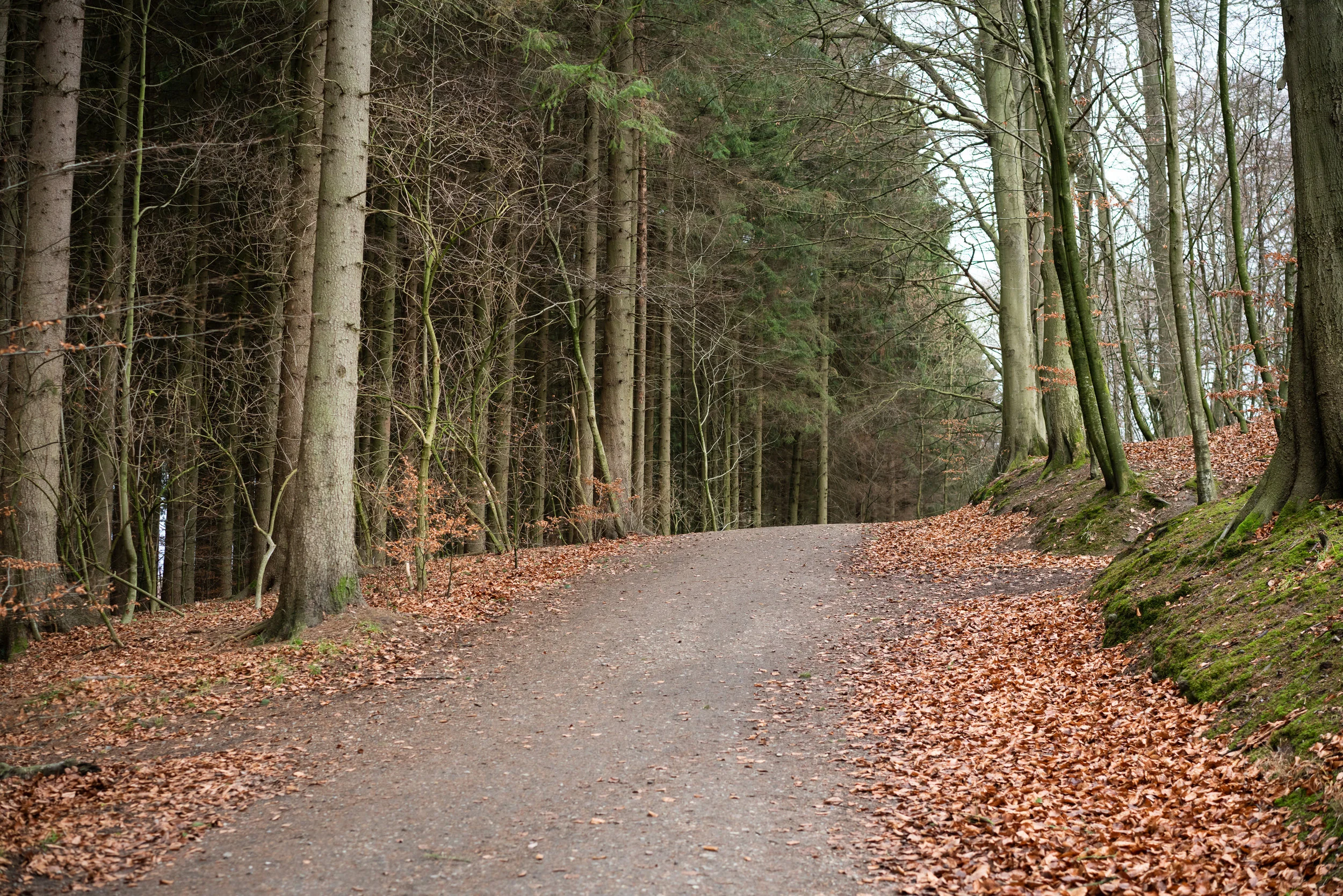 _DSC6350.jpg