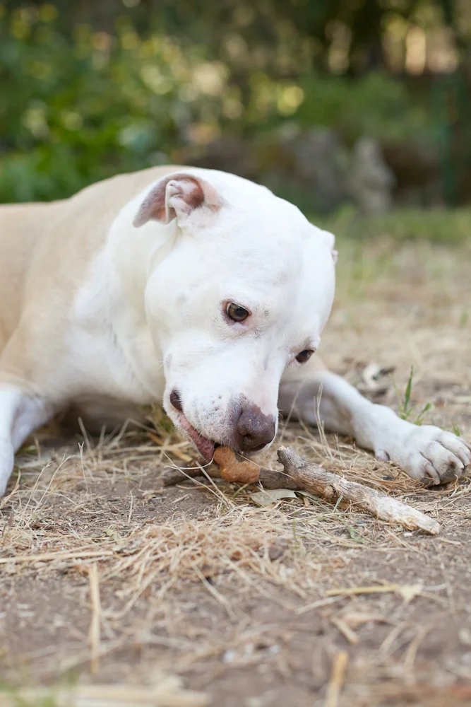 White pit bull eating cookie