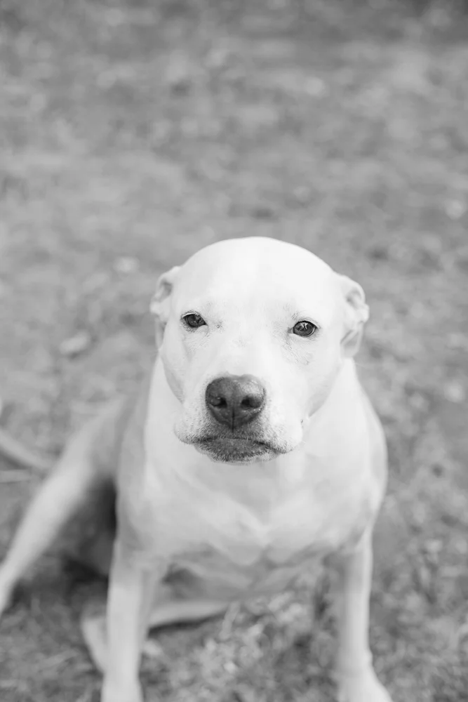 pit bull looking right at camera
